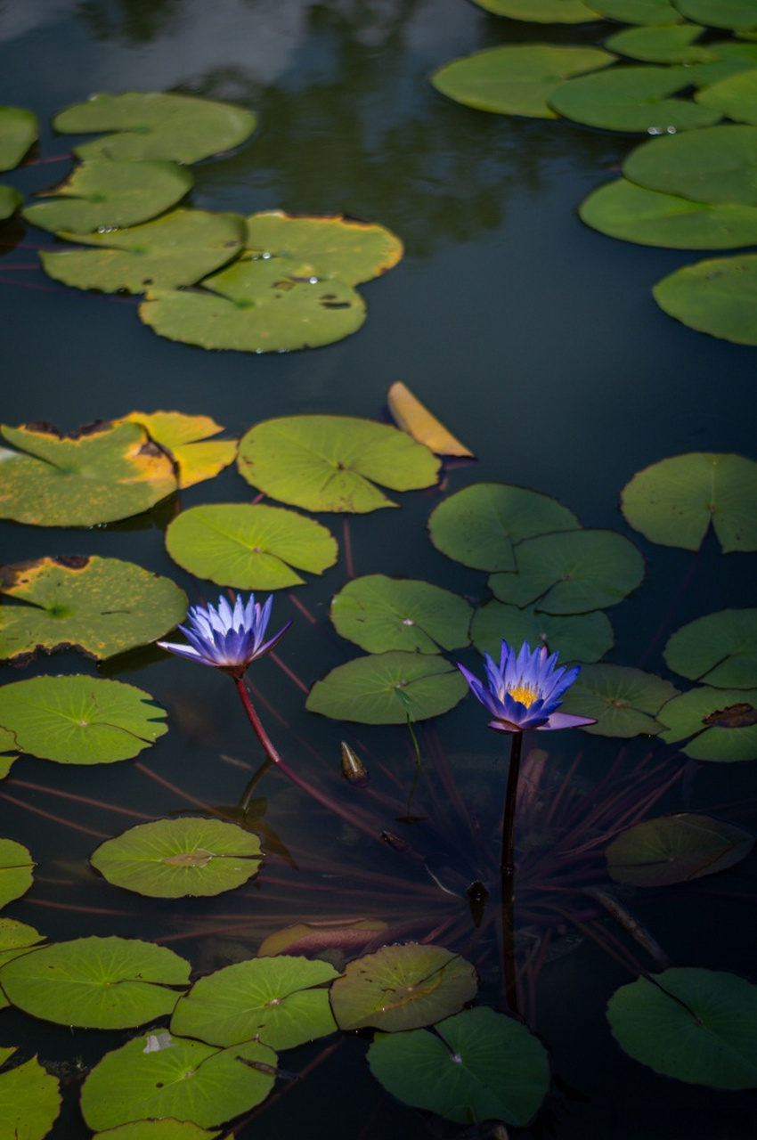 光影下的睡莲亭亭玉立如灯盏,氛围感十足.