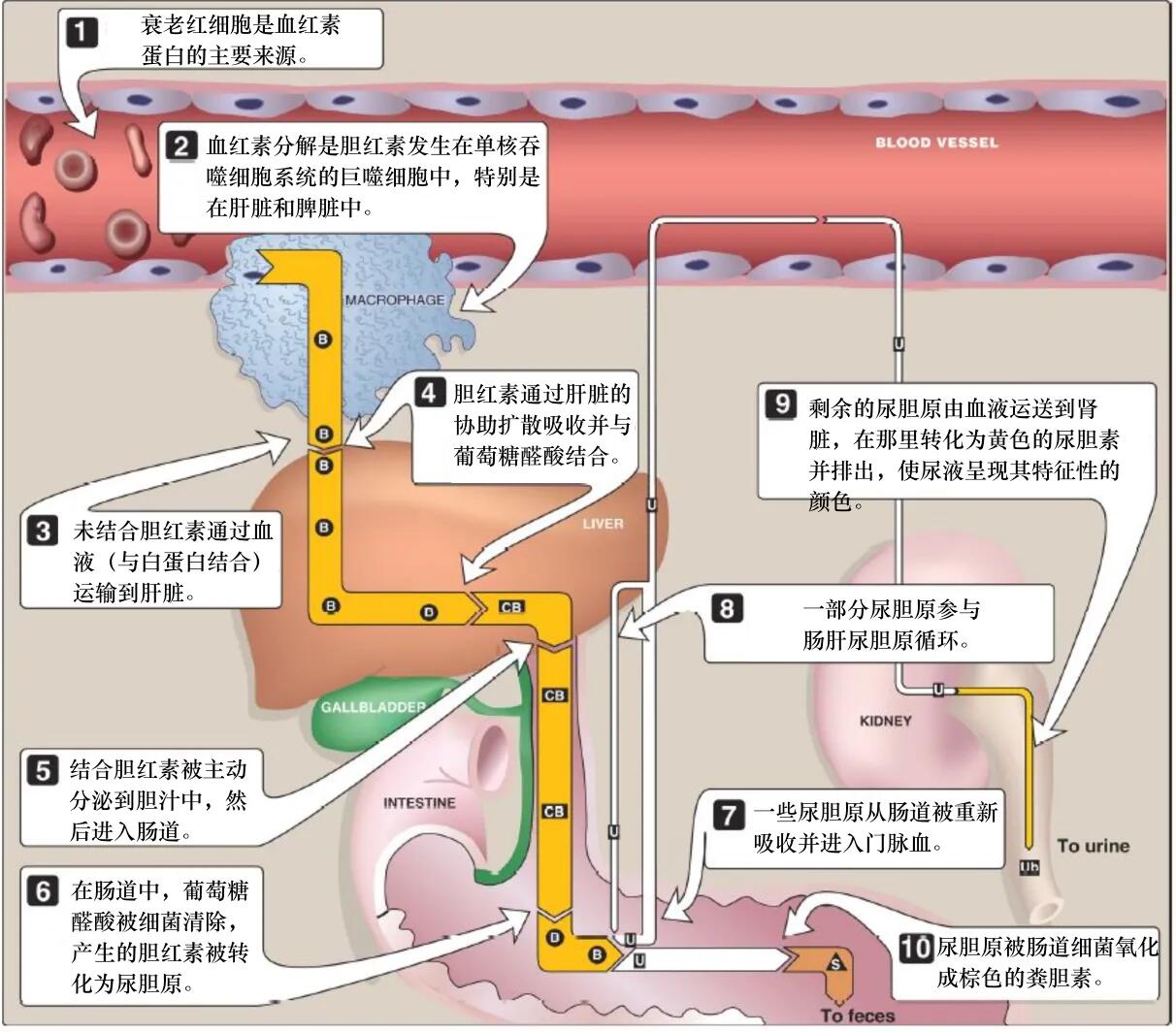 胆红素代谢途径图ppt图片