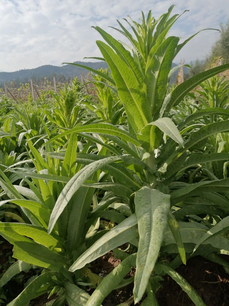 认识一下贡菜 不是莴笋,不是油麦菜,是贡菜哦