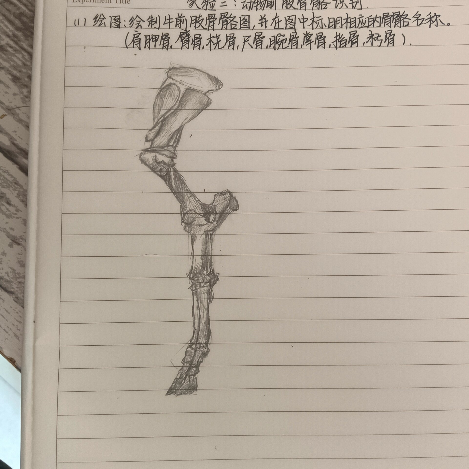 牛的前肢骨