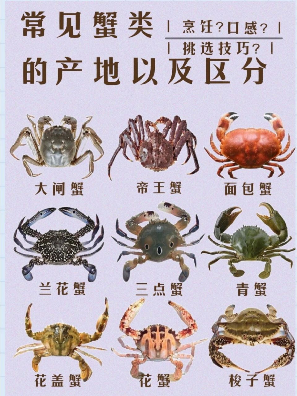 螃蟹分几种图片