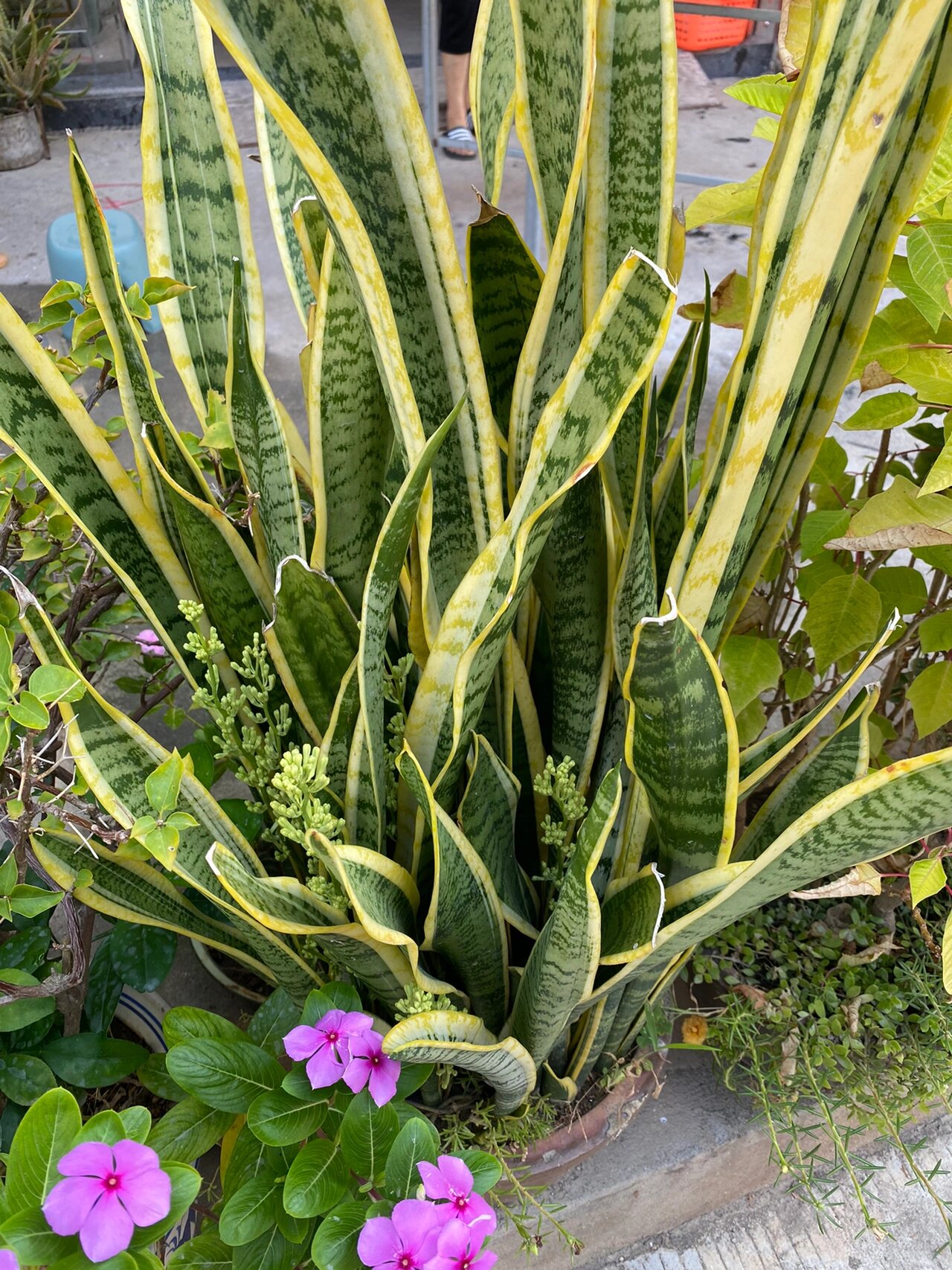 金边虎皮兰这是开花了吗?