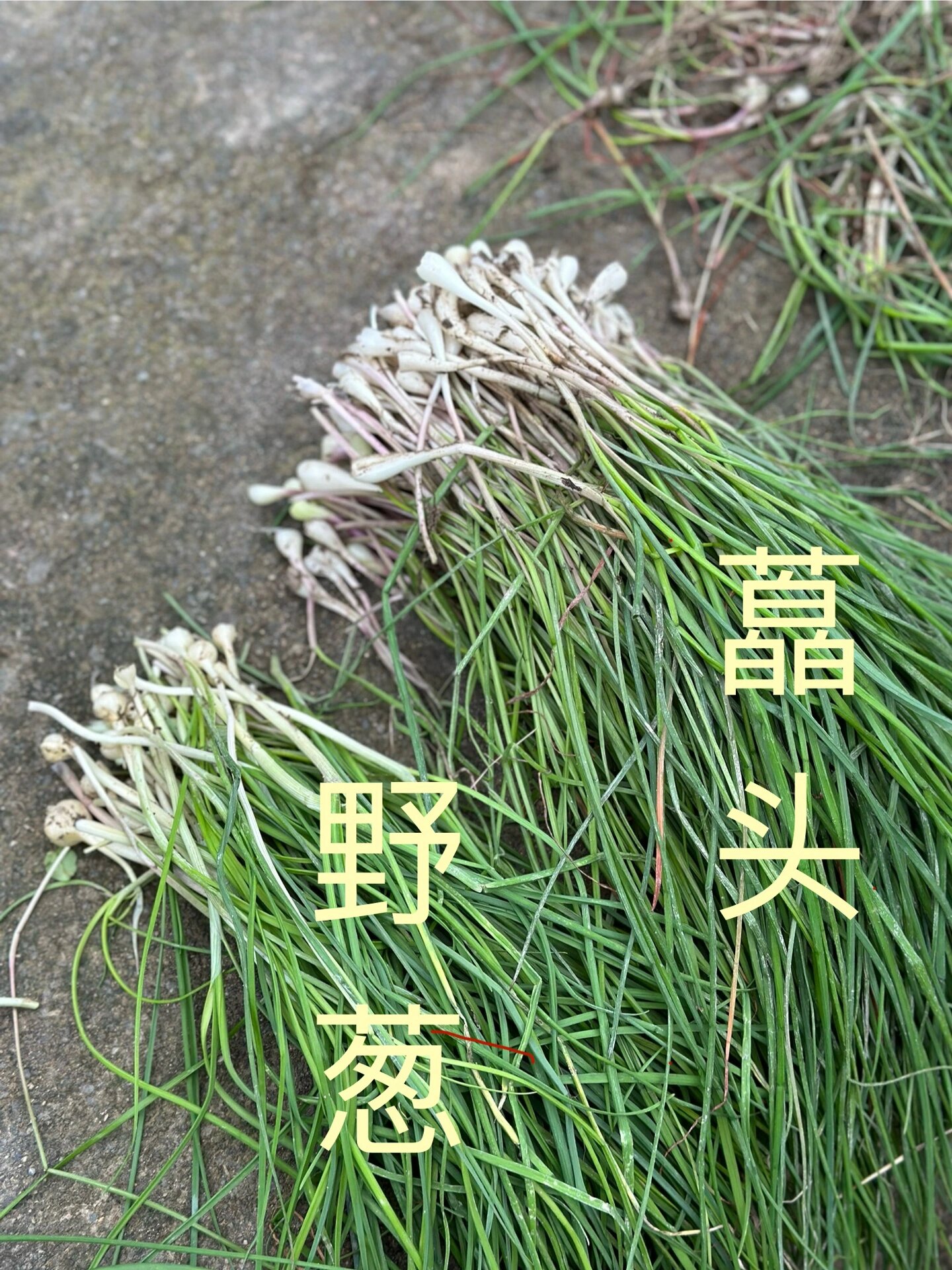 1s区分 藠头&野葱
