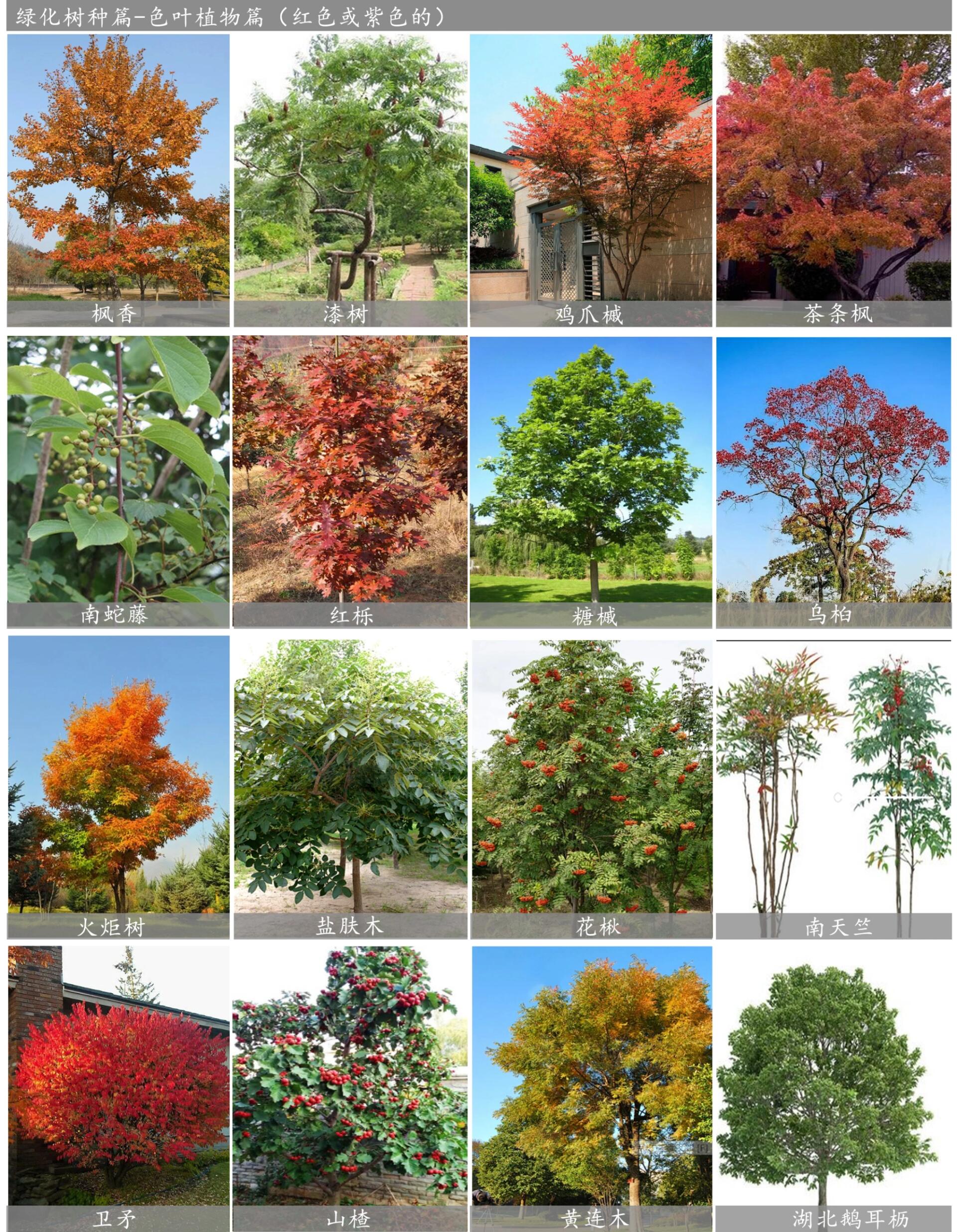 558种常见园林植物集锦(3)—色叶植物篇