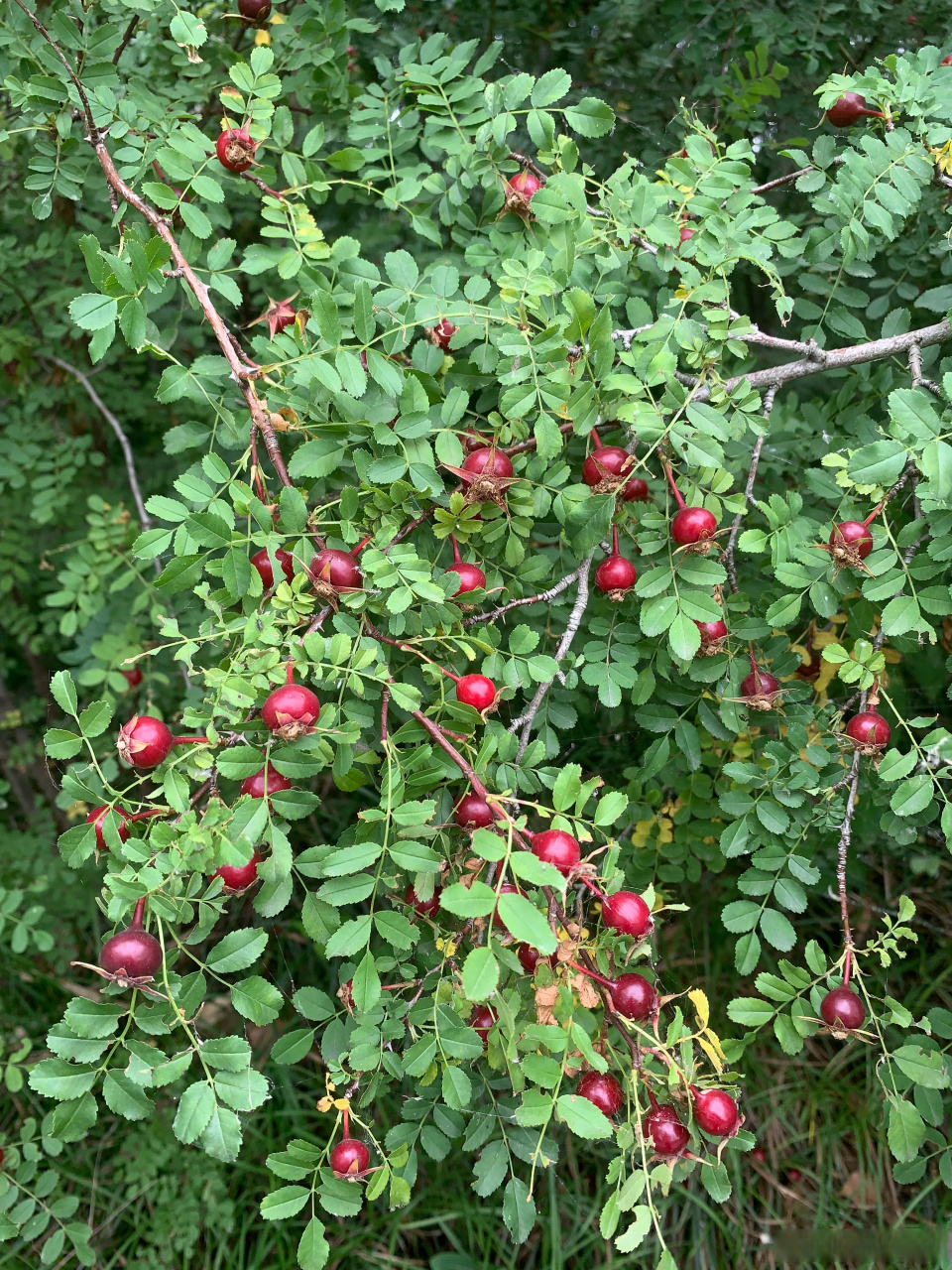 落红不是无情物,化作春泥更护花.山刺玫