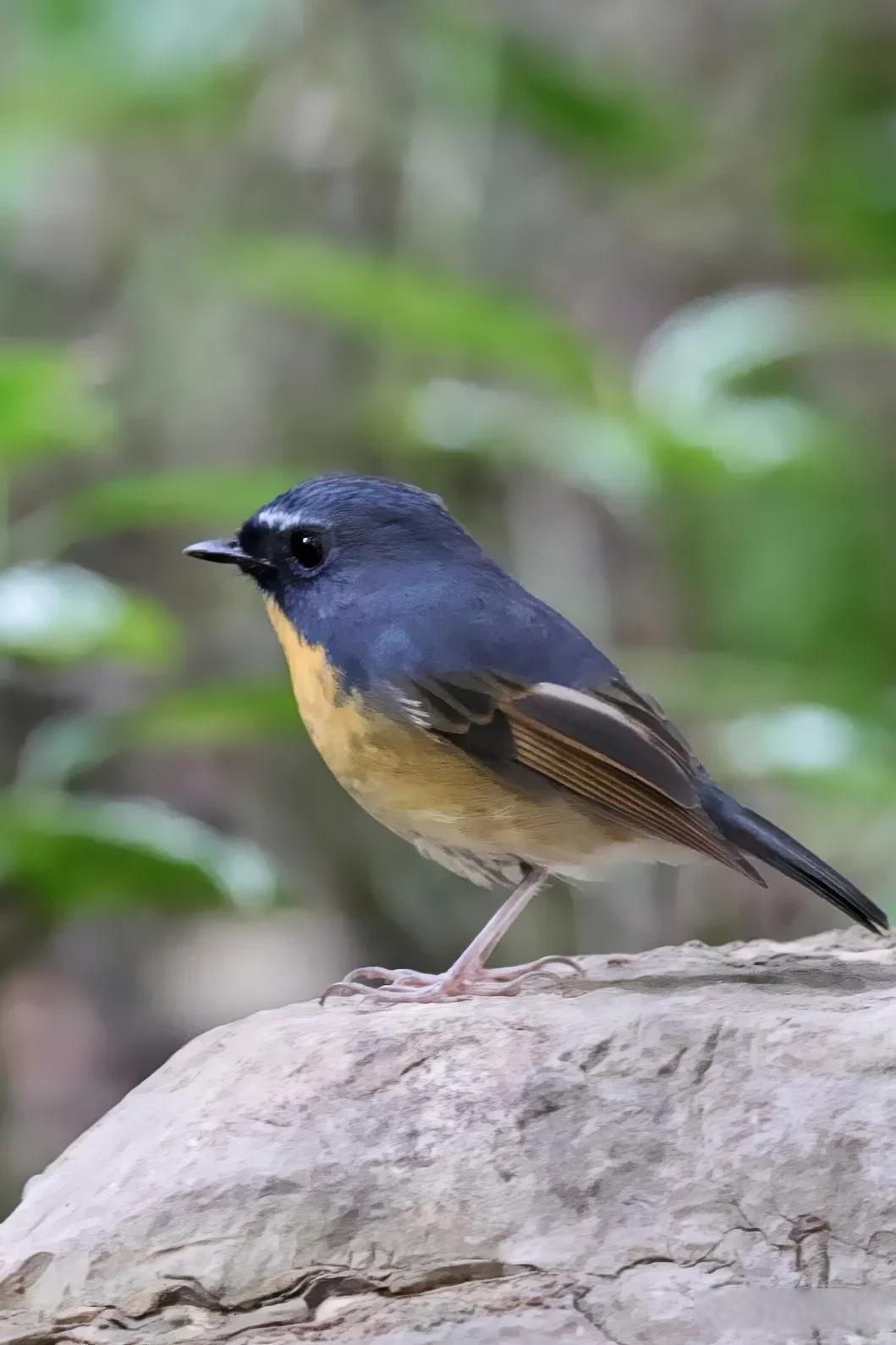 ◇棕胸蓝姬鹟◇ (甲辰季秋,摄于江北鸿恩寺) 鸟类摄影圈子