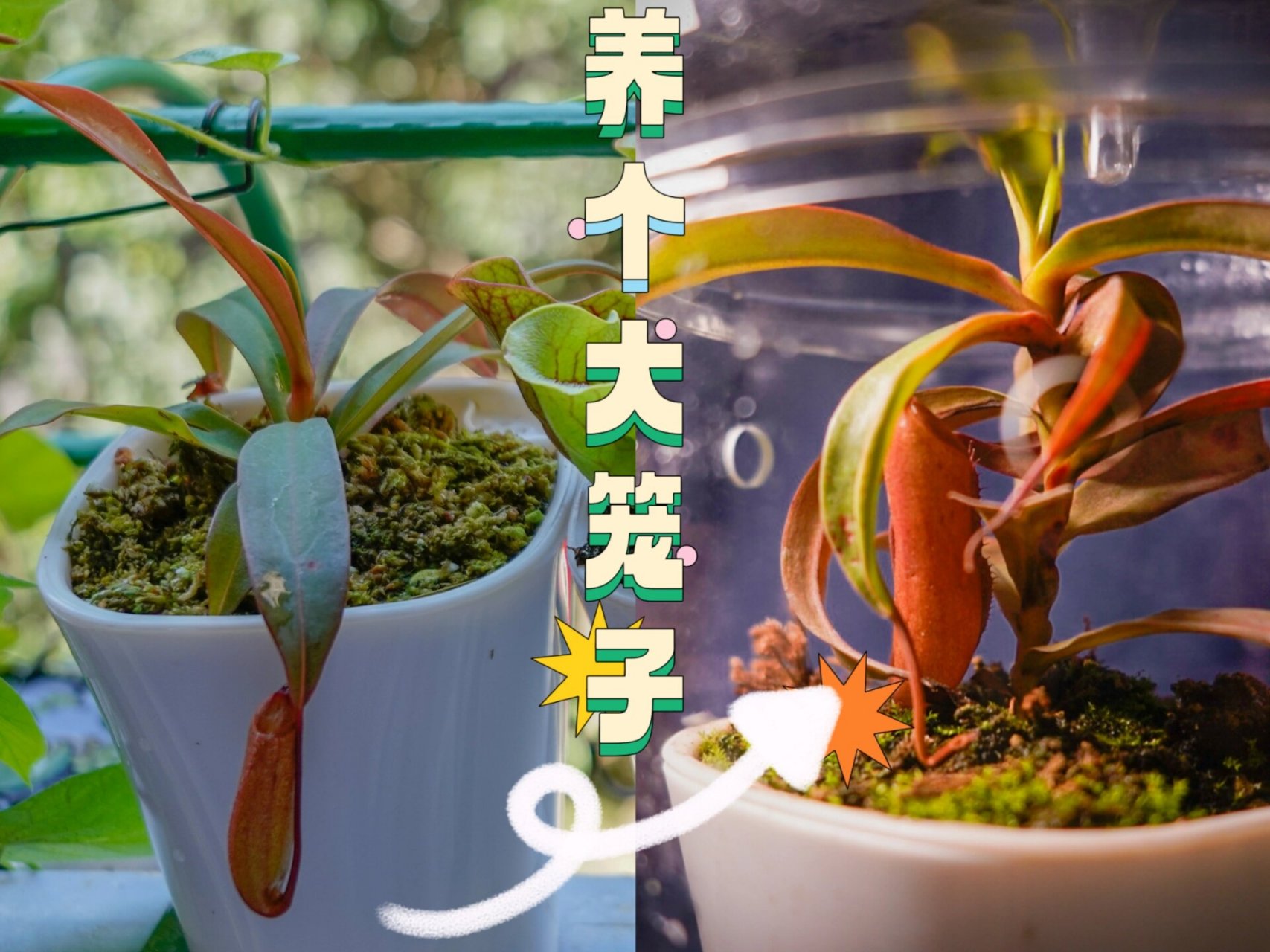 97品种:红灯笼猪笼草(4-6cm规格) 91种植时间:将近一年 8715