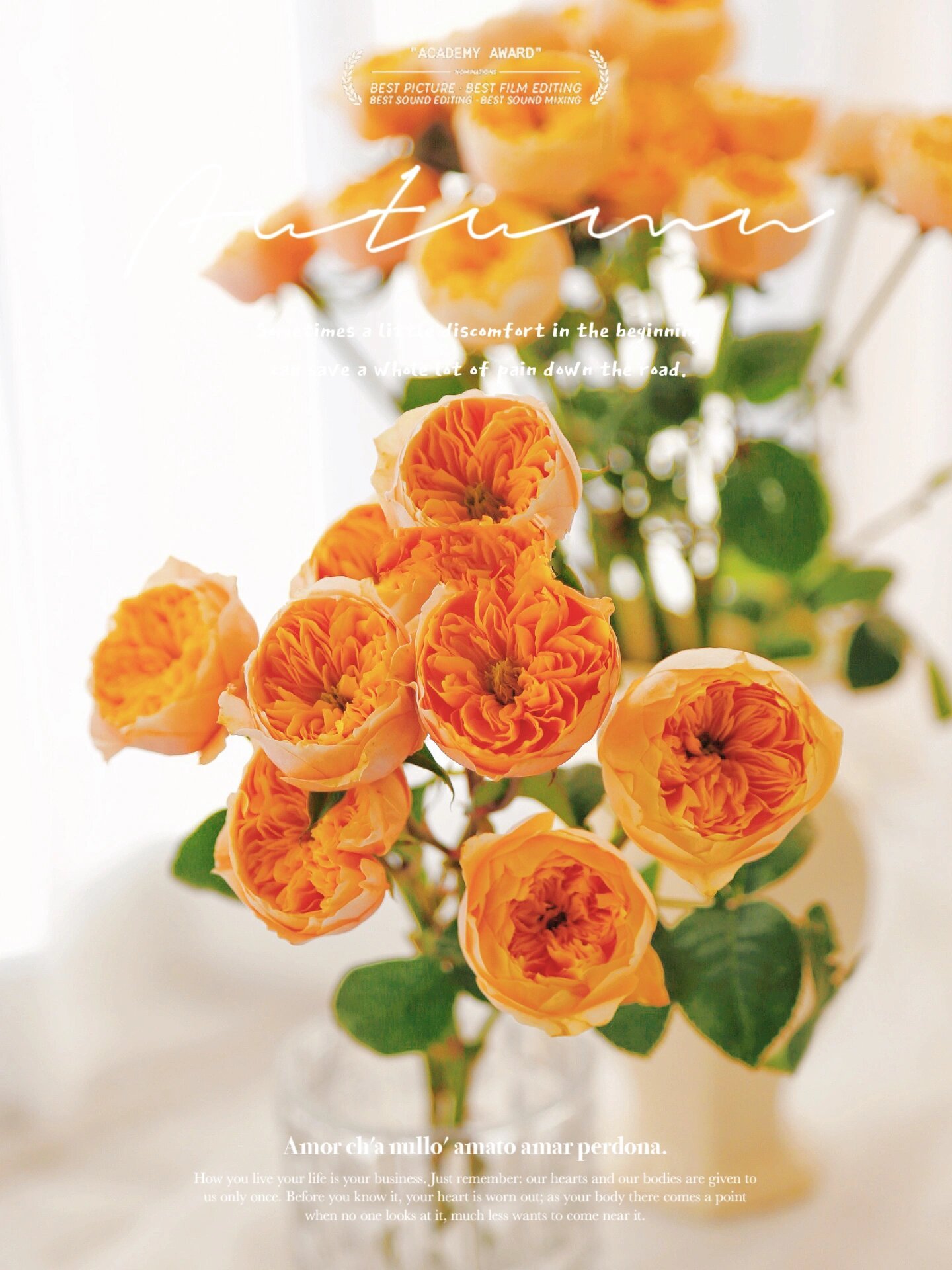手把手教你·如何养开多头黄蝴蝶玫瑰🧡 🧡花花印象 第一次养多头