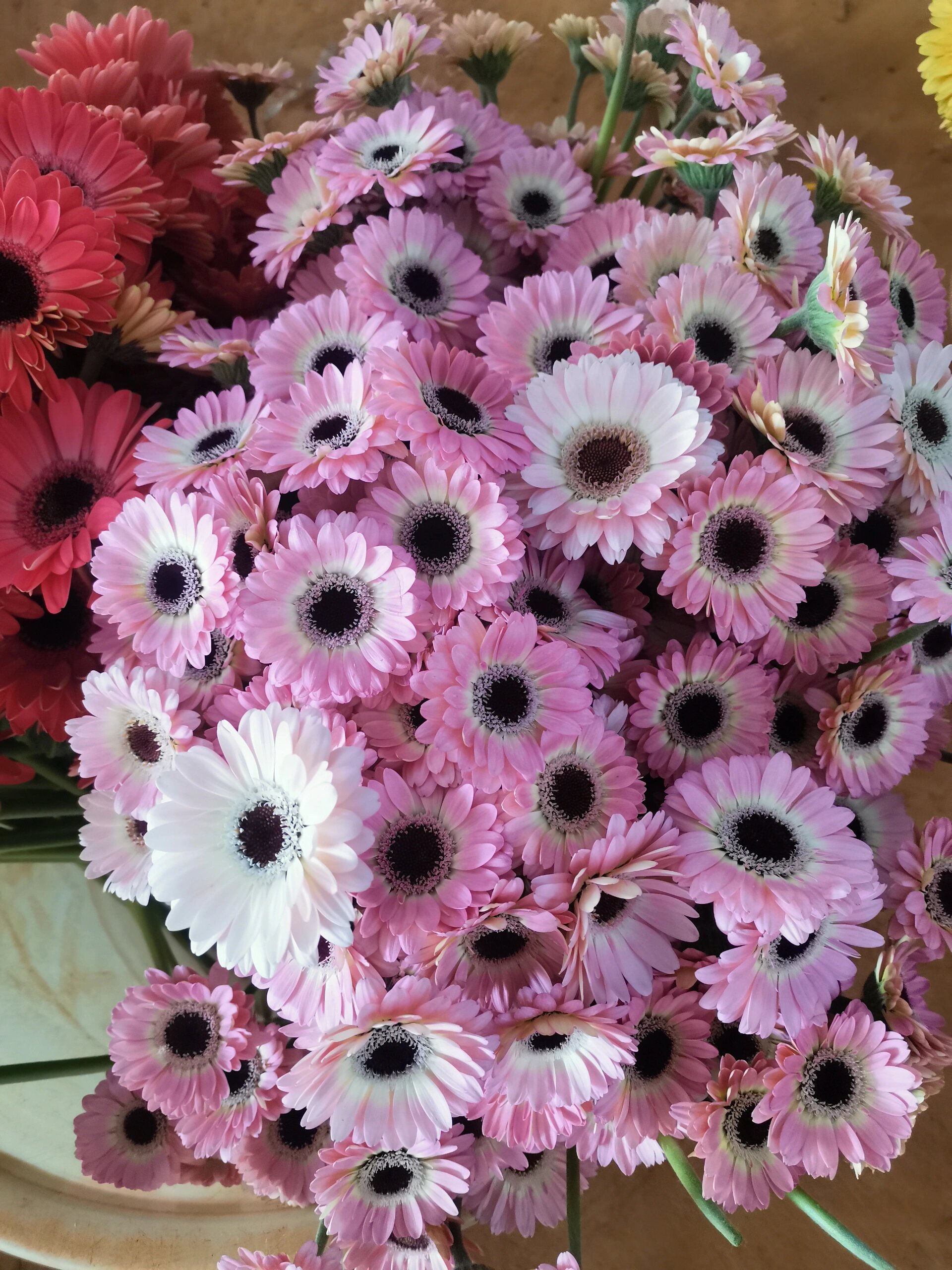 非洲菊鲜切花,又名扶郎花,美丽而多彩