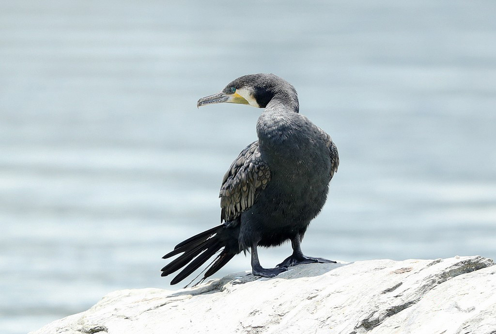 鱼鹰又叫鸬鹚 鱼鹰又叫鸬鹚     