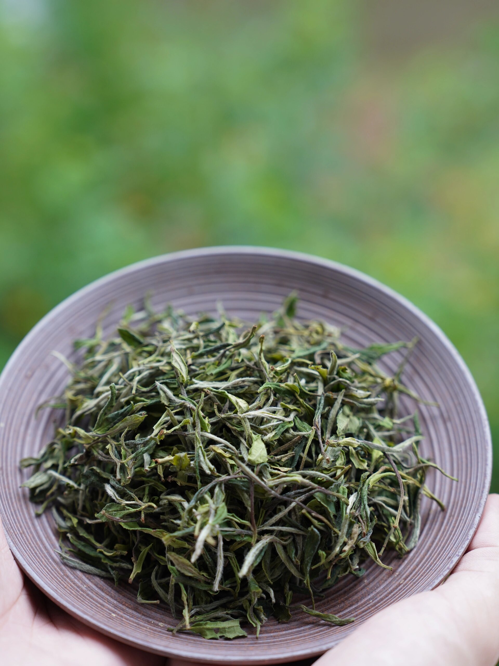 干货|贡眉和寿眉有什么区别?5个方面看懂