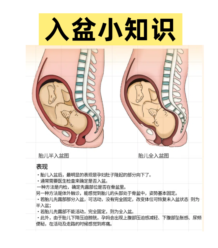 怀孕多少周胎儿入盆?