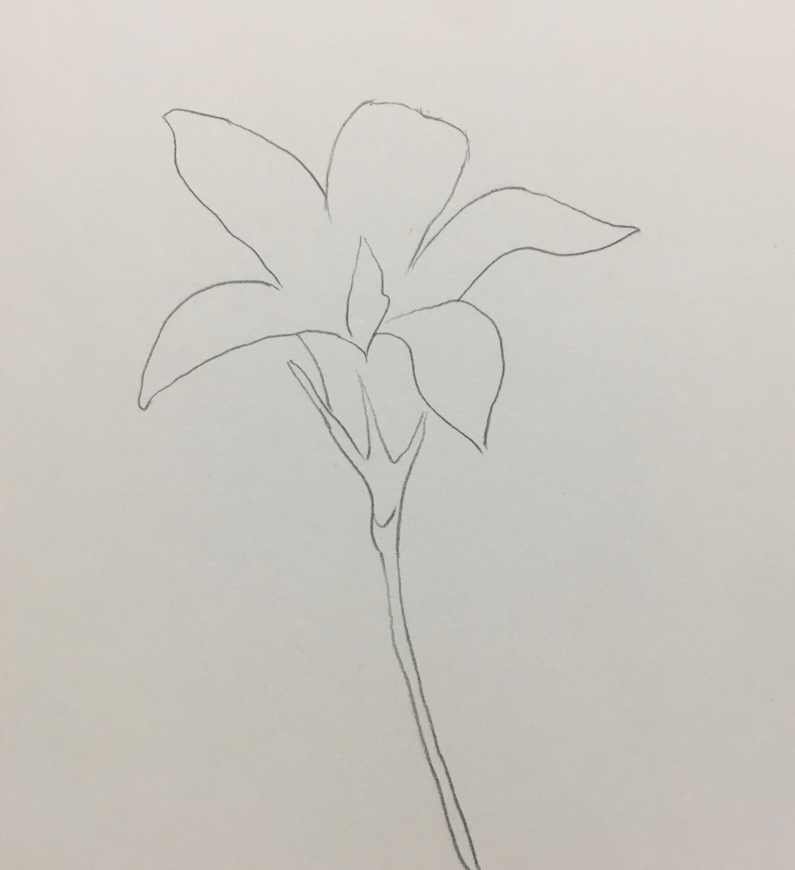 彩铅紫花地丁的绘画步骤图分享给大家啦