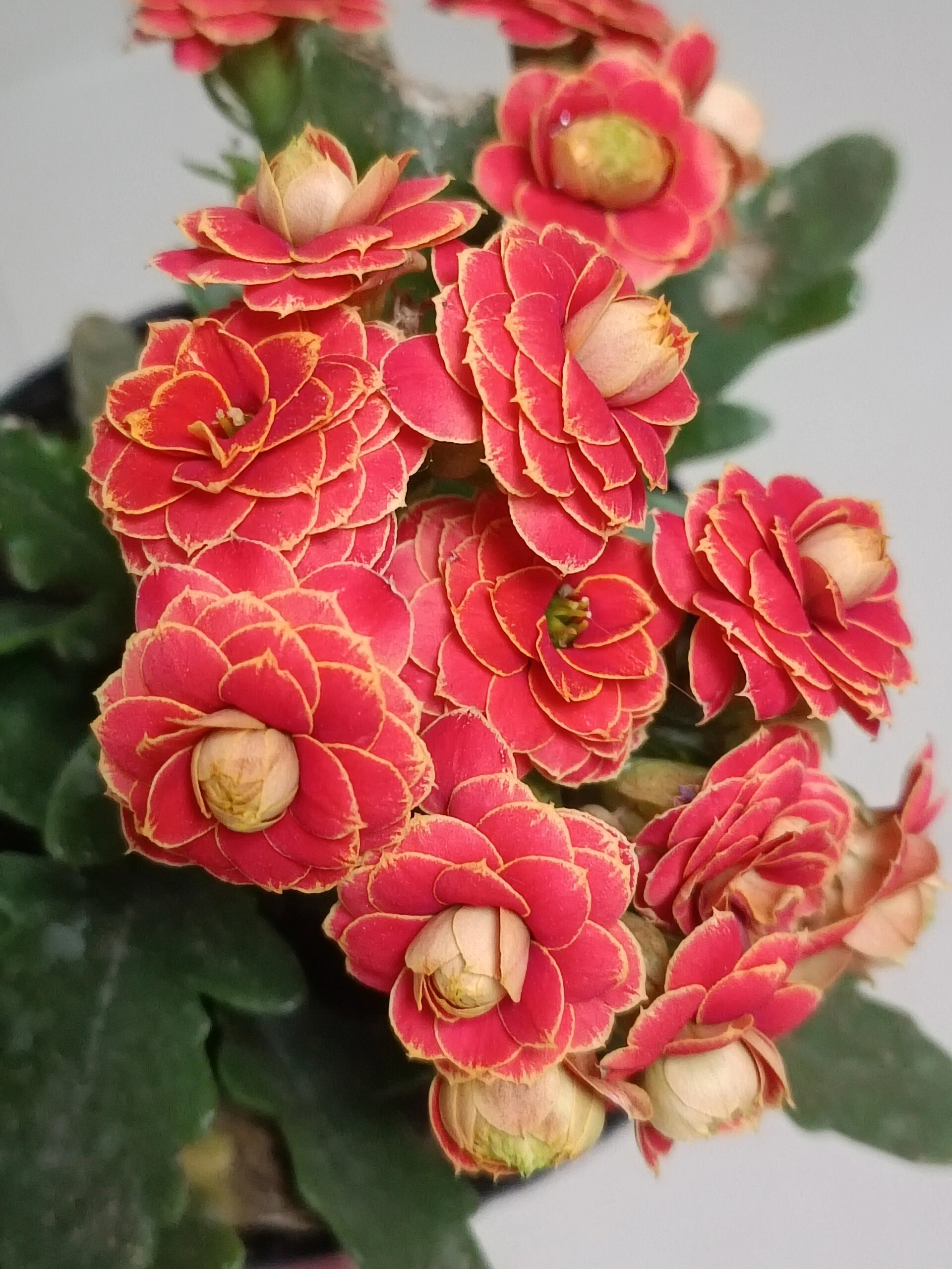 长寿花——金狐狸 鹿角叶大花,花型圆润,红或者偏朱红,带金边,有点像