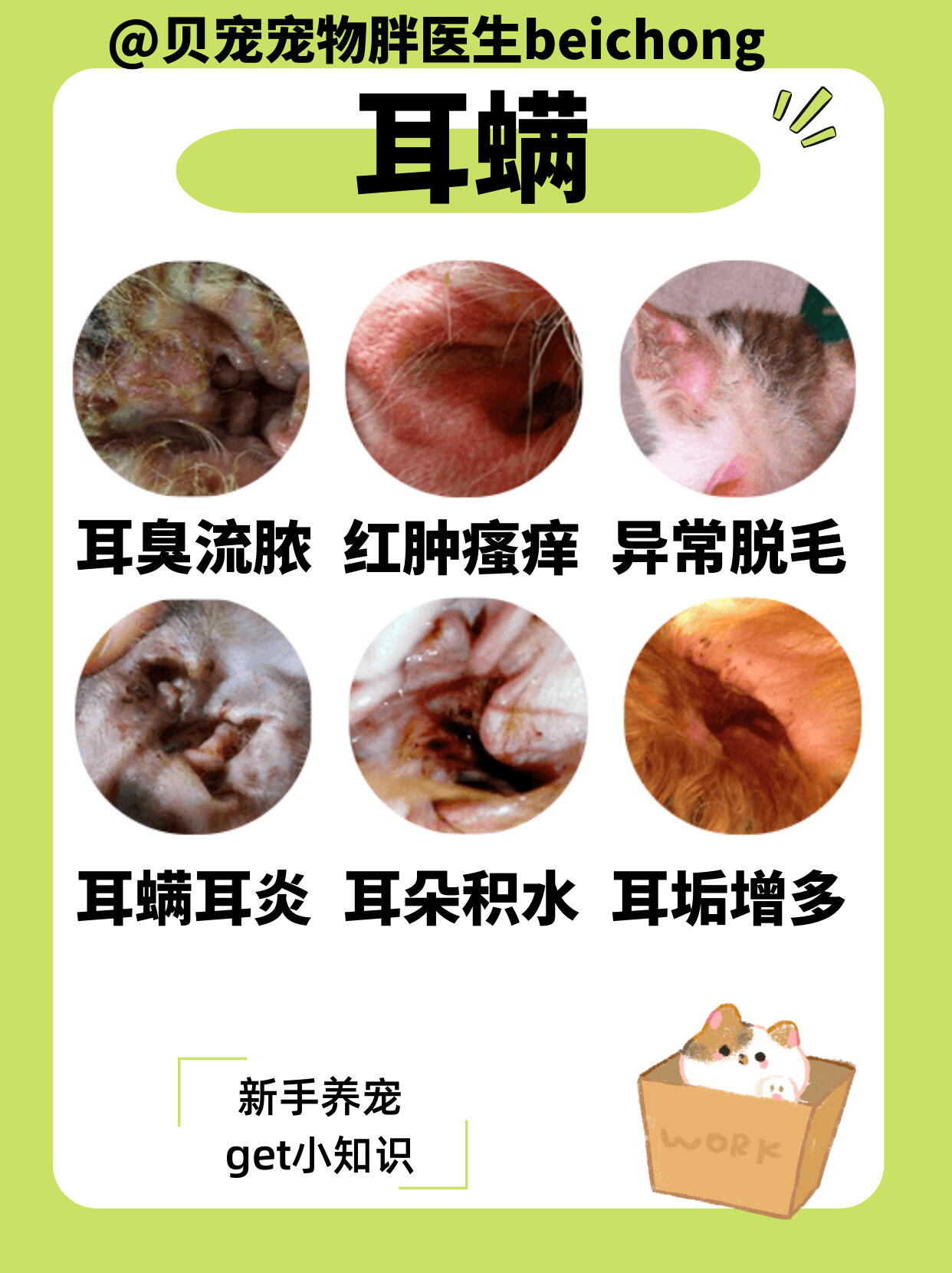 养猫经验/猫咪耳螨6015预防治疗处理方案