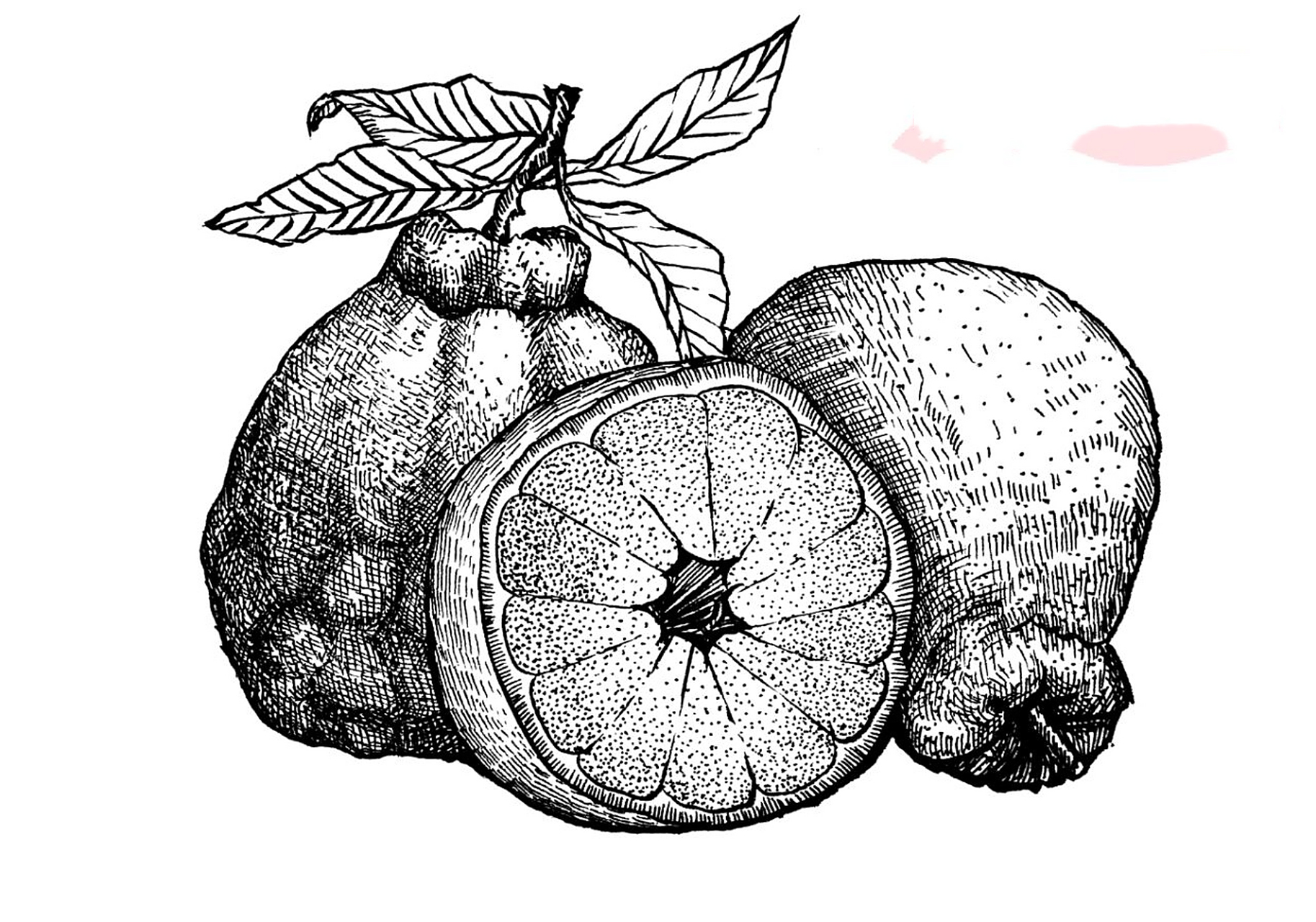 丑橘写生#水果线描写生#黑白线描画#原创 《丑橘写生》 适合年龄:岁 