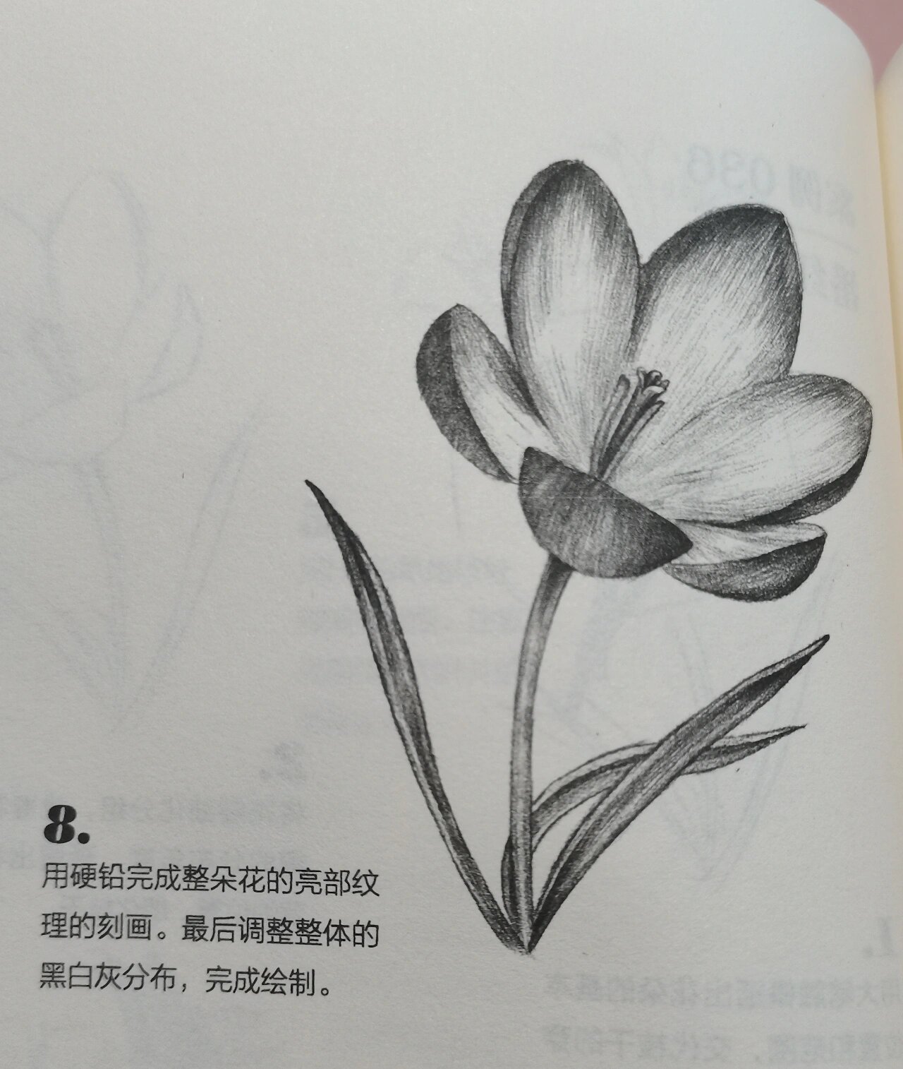 临摹素描花卉