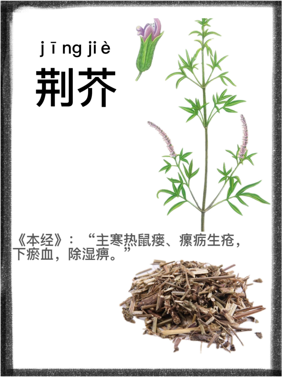 荆芥读音图片