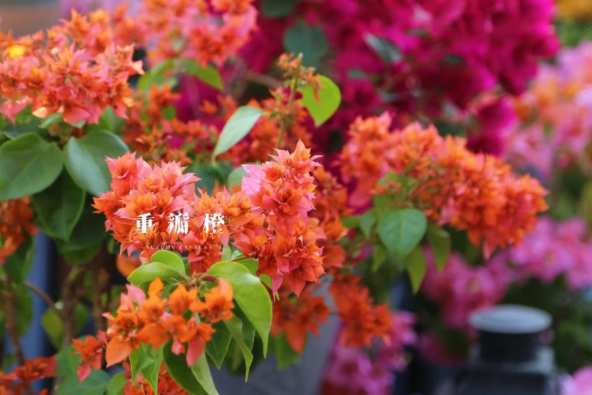 三角梅品种介绍 重瓣系列 重瓣系列我一共有三个,怡景,重瓣粉,重瓣橙.