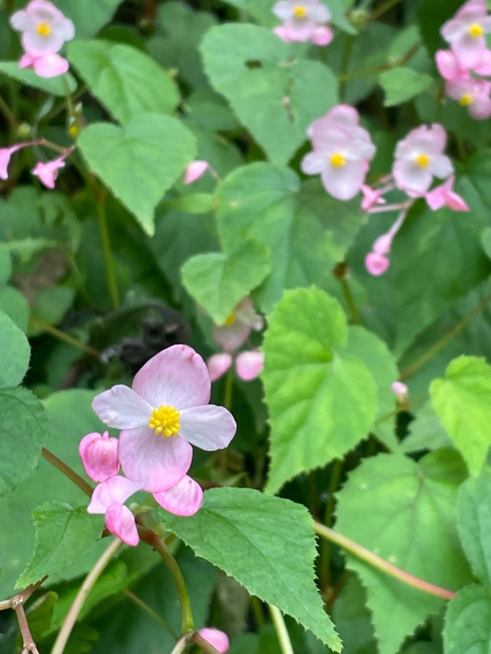 野生中华秋海棠 我们俩最喜欢的两种小野花,其中一种是中华秋海棠.