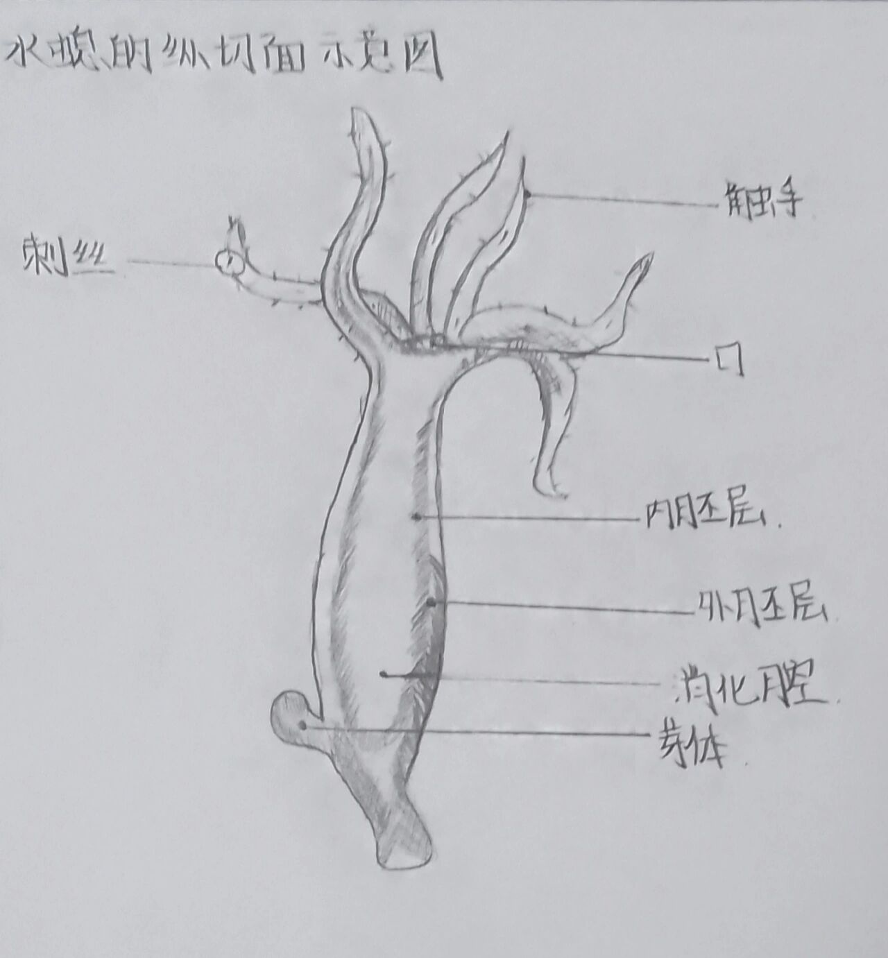 生物课作业 水螅纵切面示意图和涡虫结构图