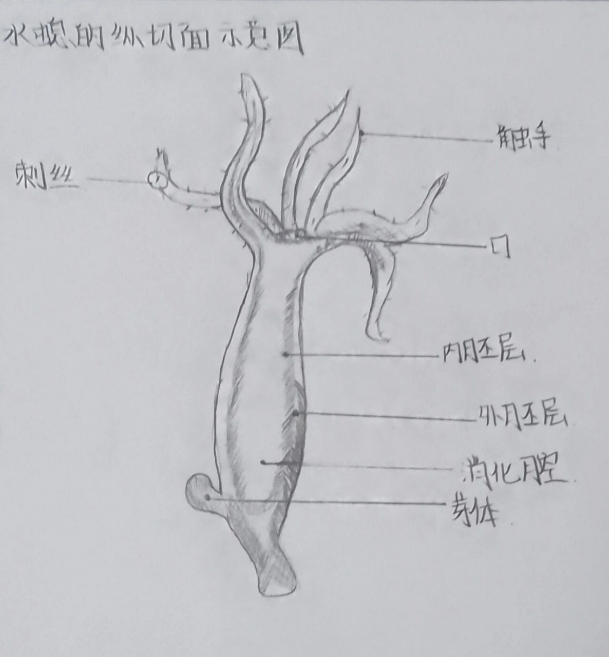 生物课作业 水螅纵切面示意图和涡虫结构图 生物课的作业来了07 (画