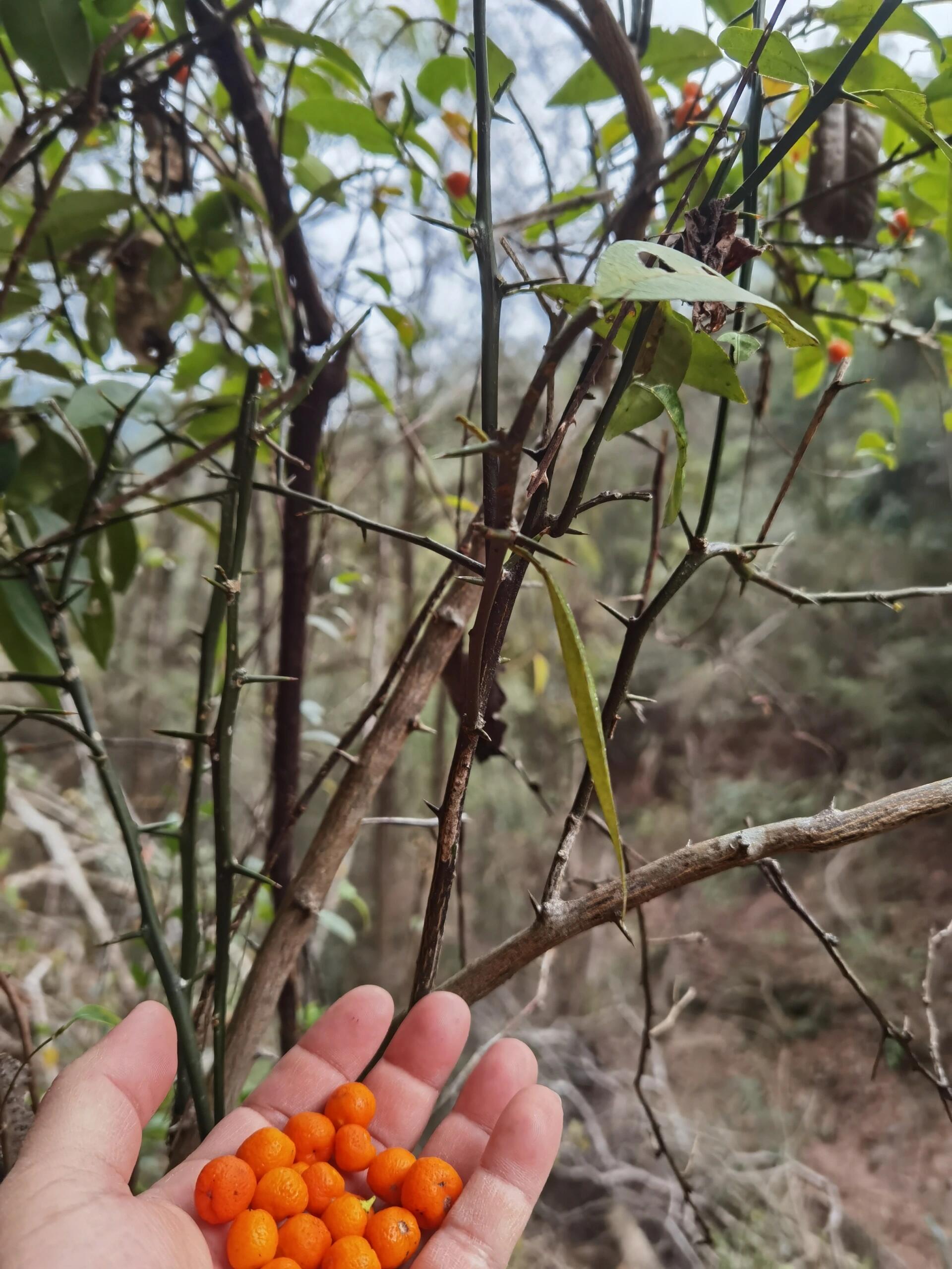 金豆,国家二级保护植物