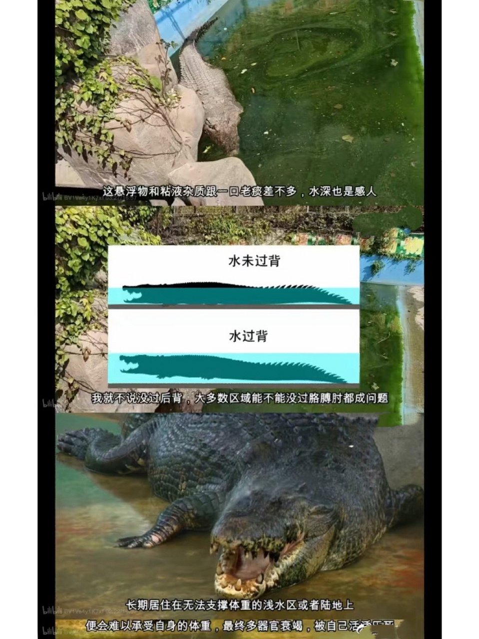鳄鱼小河需要大家关注 台湾赠送给大陆的湾鳄小河快被厦门动物园养成