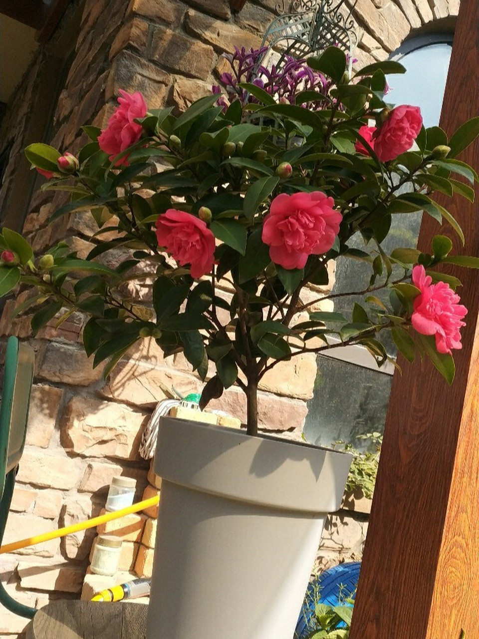 超级好养的茶花推荐-夏梦衍平 推荐给小伙伴这个四季茶花,夏梦衍平.