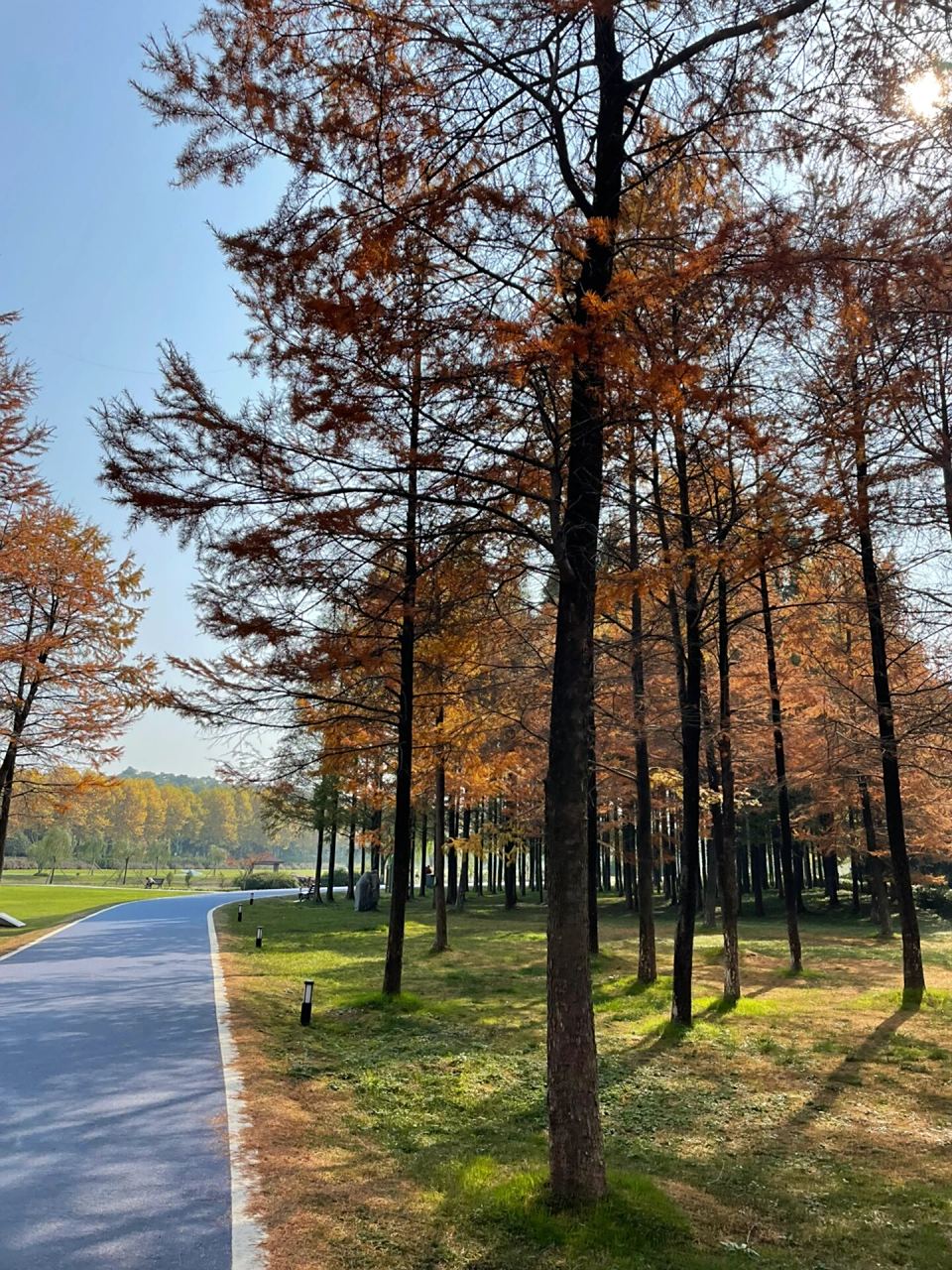 层林尽染的宜兴森林公园