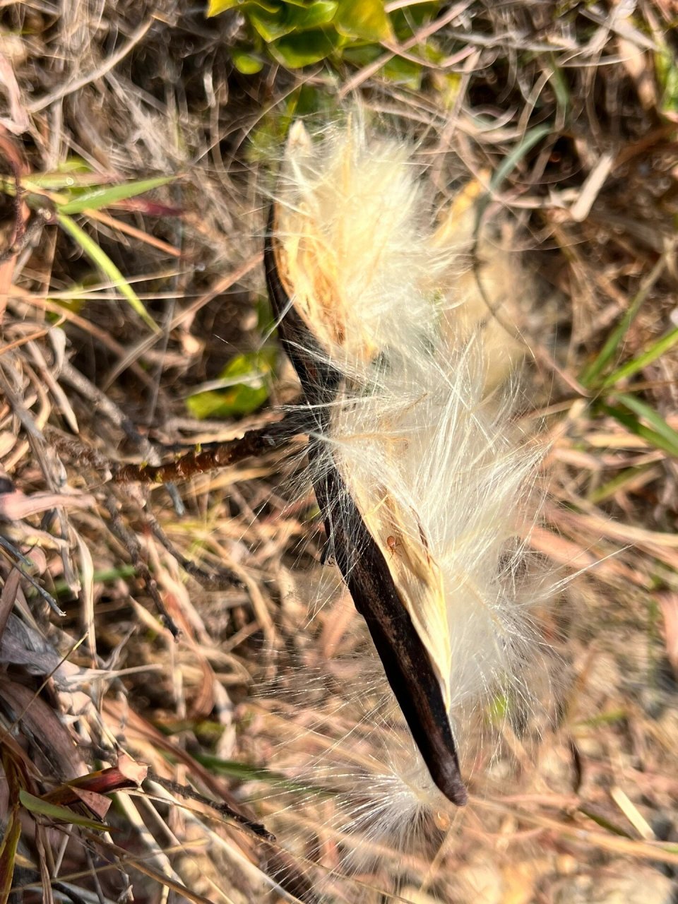 剧毒羊角拗,岭南三大毒药之一 羊角拗,因为果实长得像两只羊角而得名