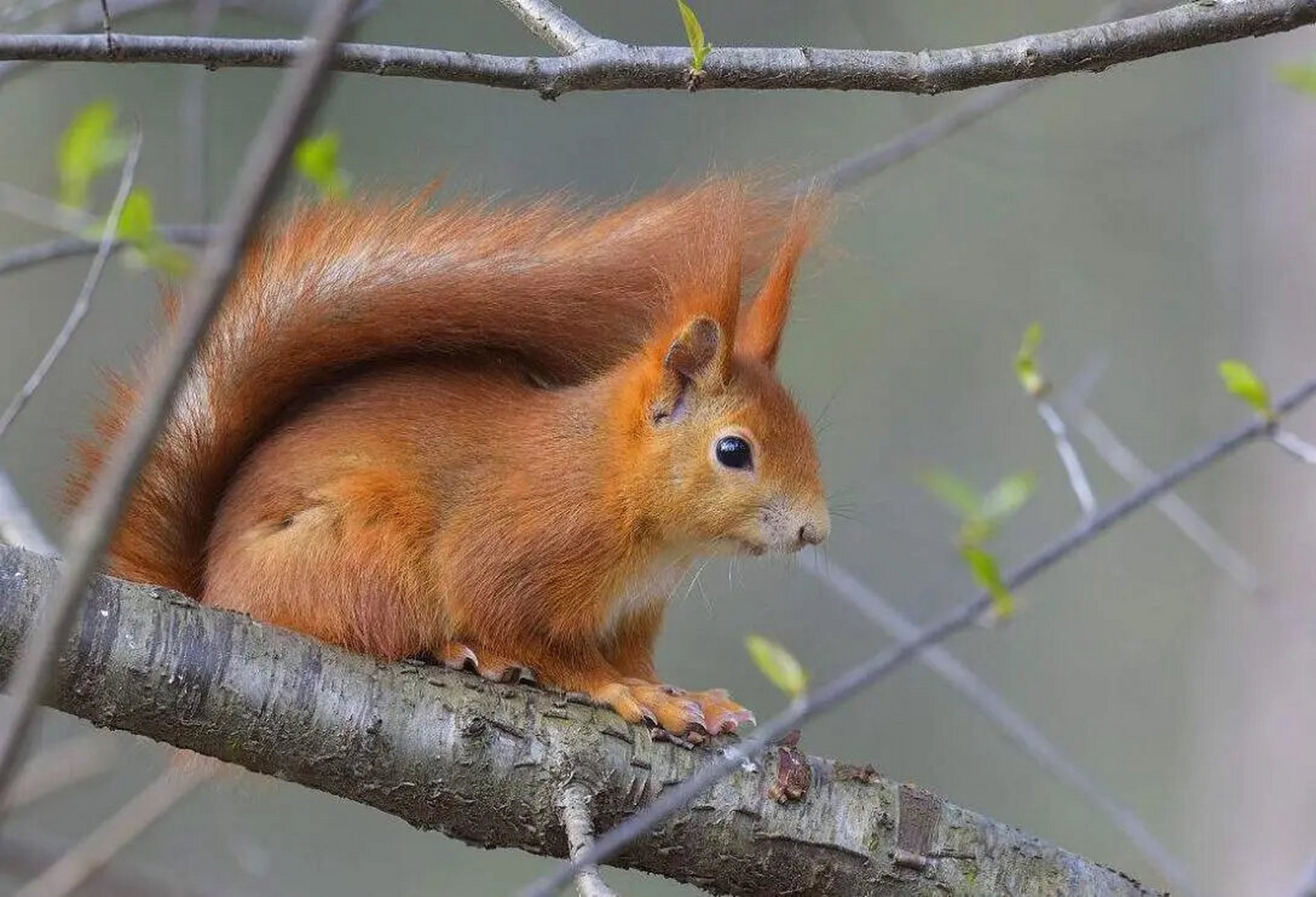 根正苗红的红松鼠 🍀命名:欧亚红松鼠(学名:sci