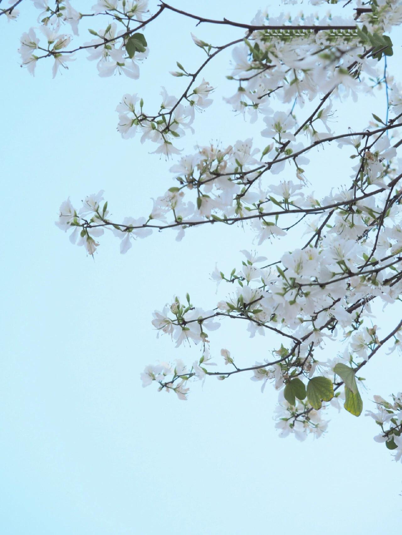 柳州春花|白花洋紫荆*温润清雅不染尘 比起满城的姹紫嫣红,更偏爱白色