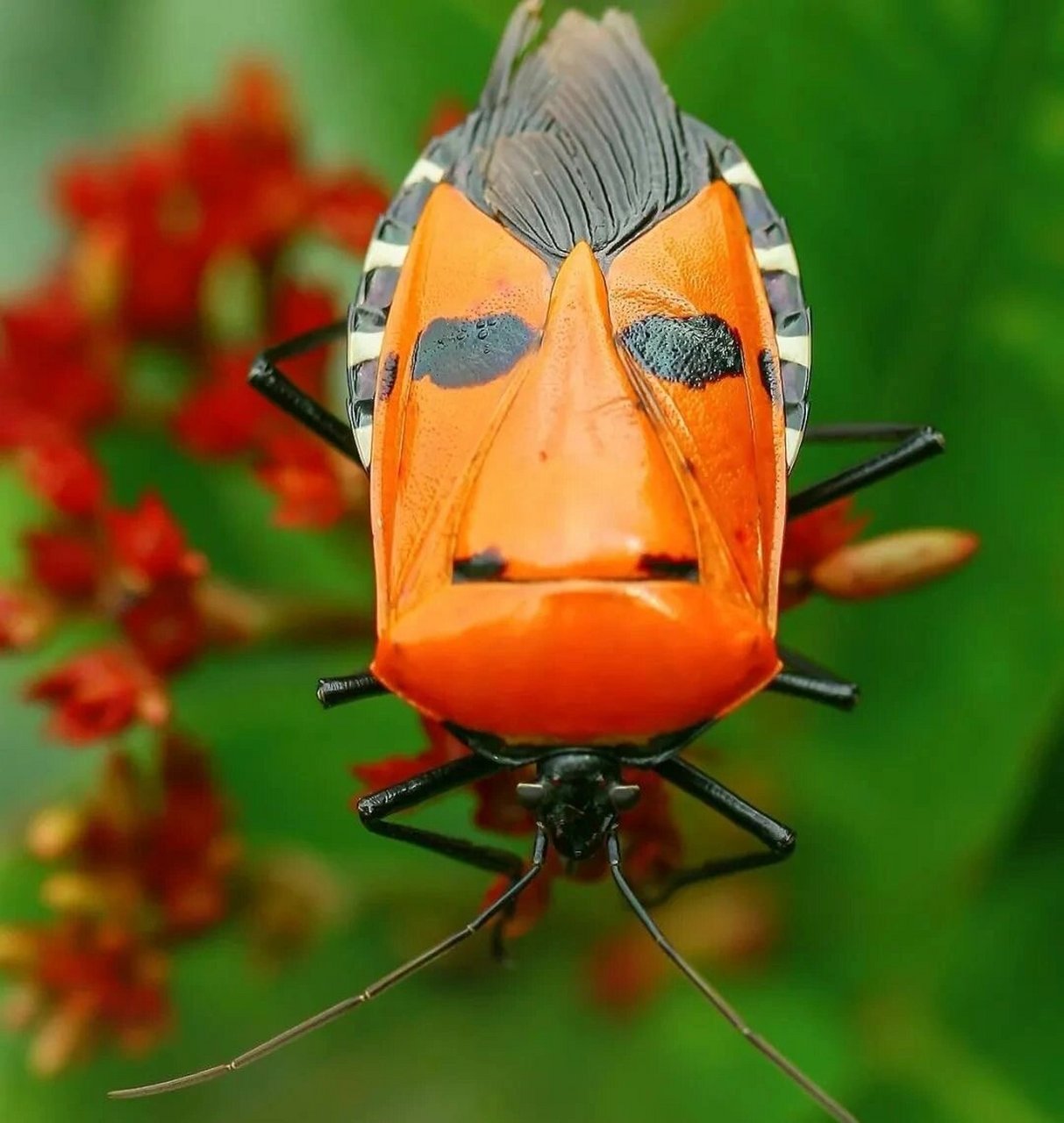 人面蝽 8715学名catacanthus nigripens 8715别名 红显蝽