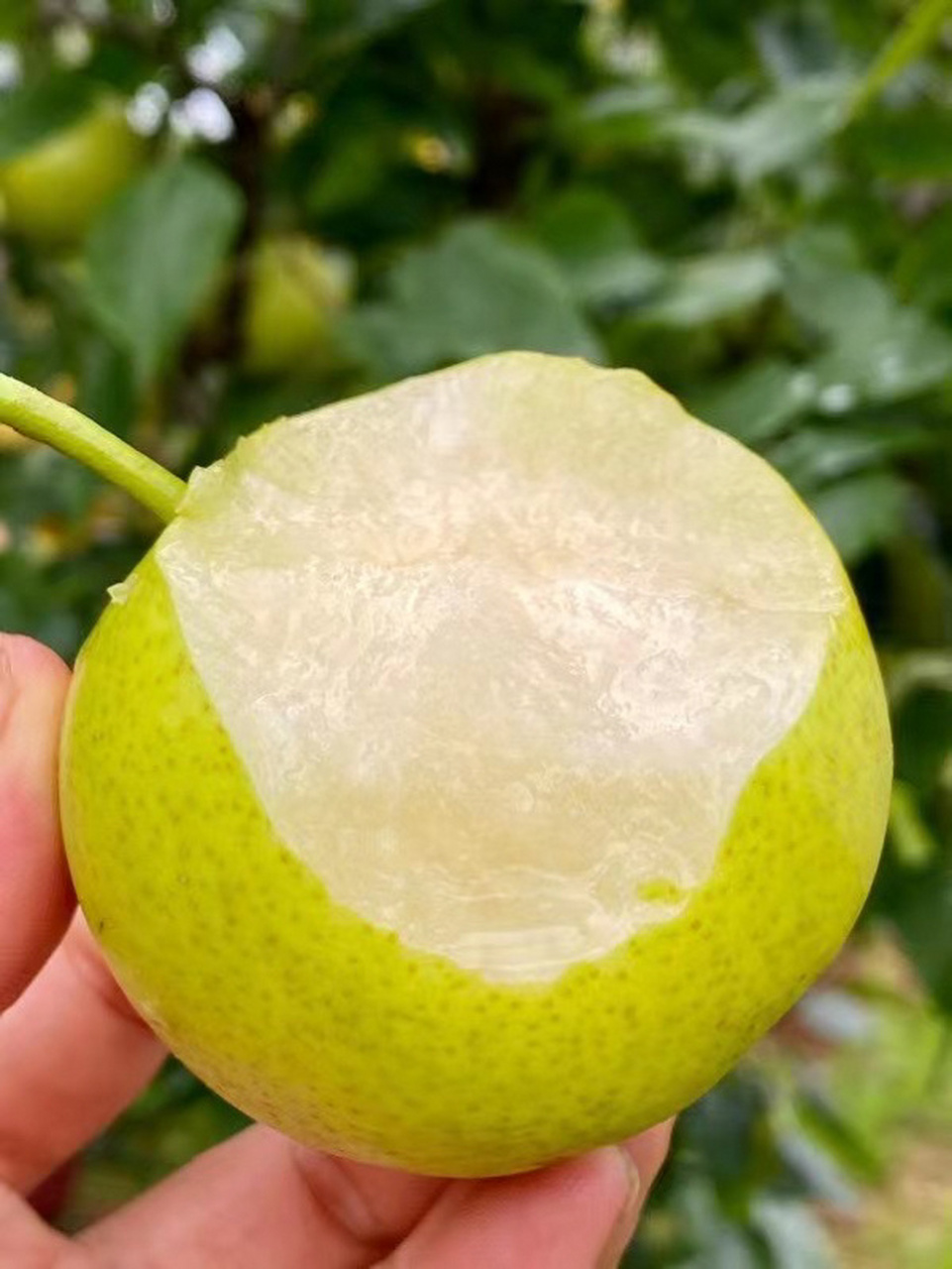 泸西高原梨 因为果园的分布都是在那高海拔的山里,常年云雾缭绕,雨水