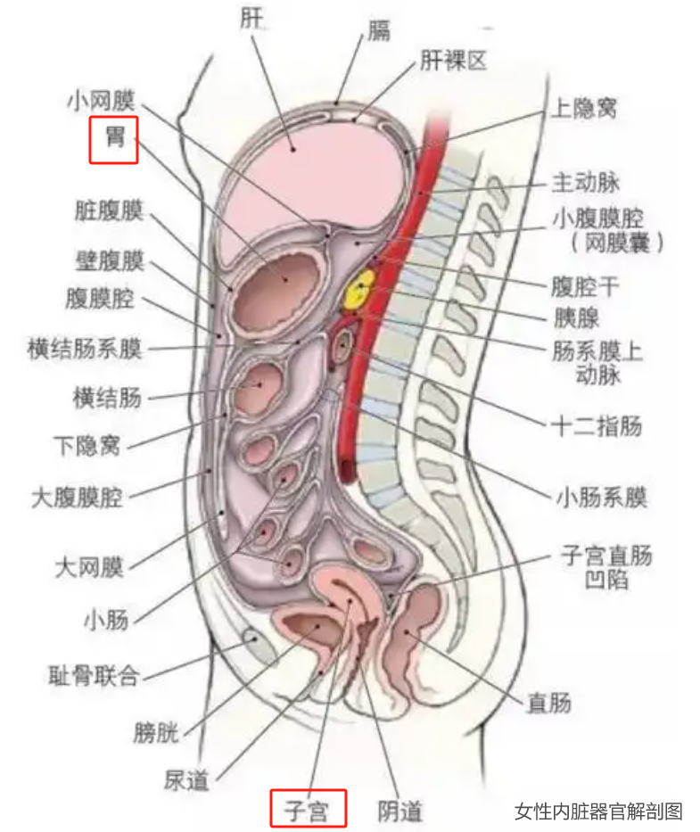 它的具体位置会受体型影响:胖的人胃位置偏高,瘦的人则偏低
