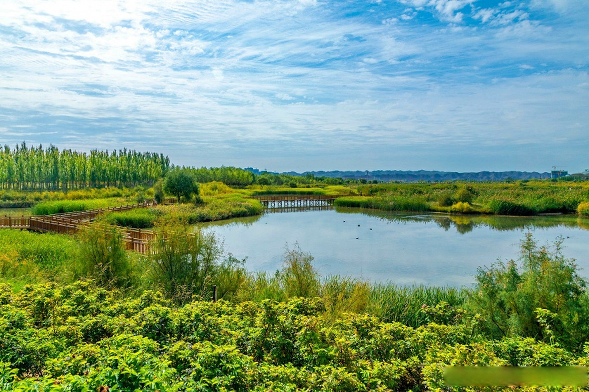 【这里已成为鸟儿们的乐园】花开半夏,兰州新区秦王川国家湿地公园