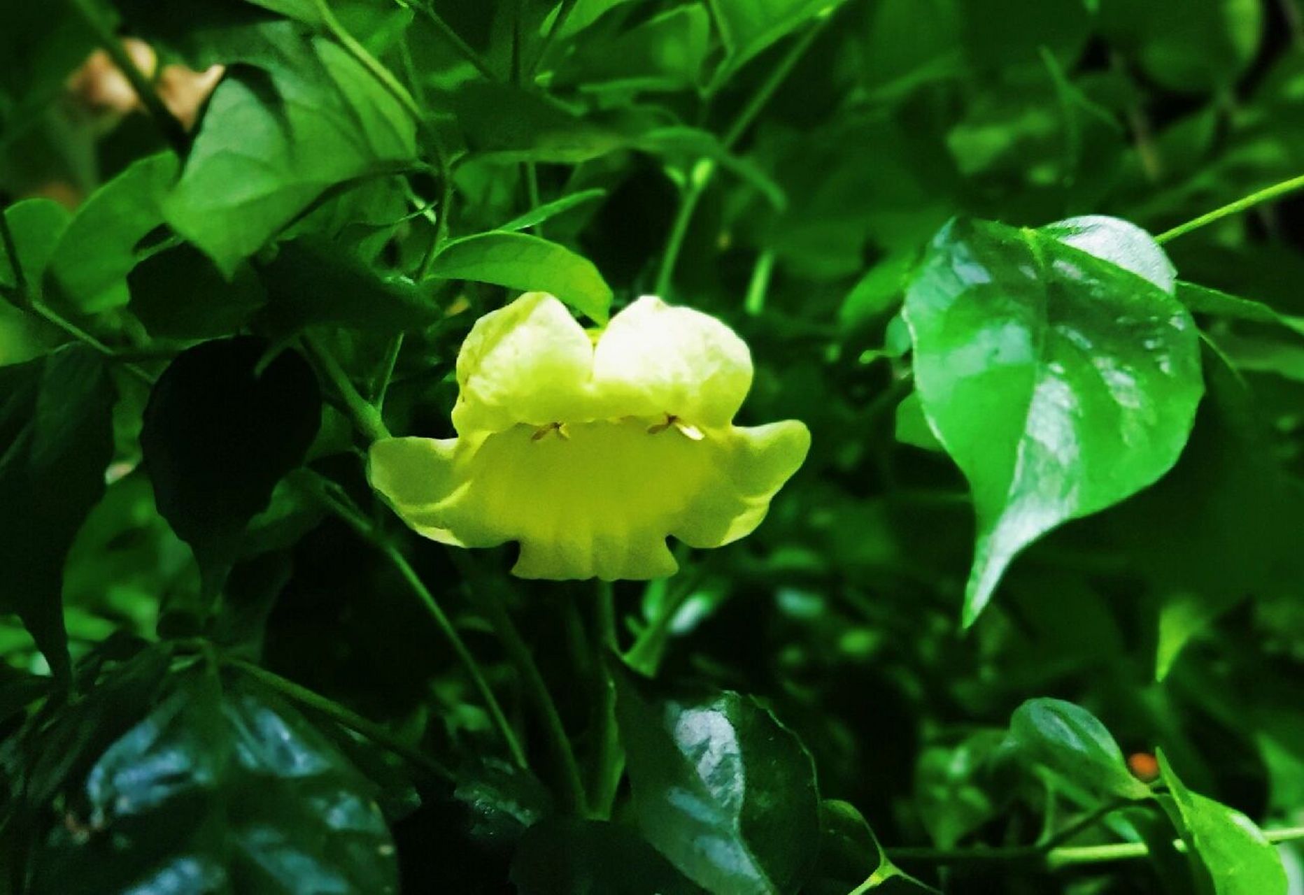 你养的幸福树开花了吗 浇花时,发现地上几朵黄色的花,以为是楼上邻居