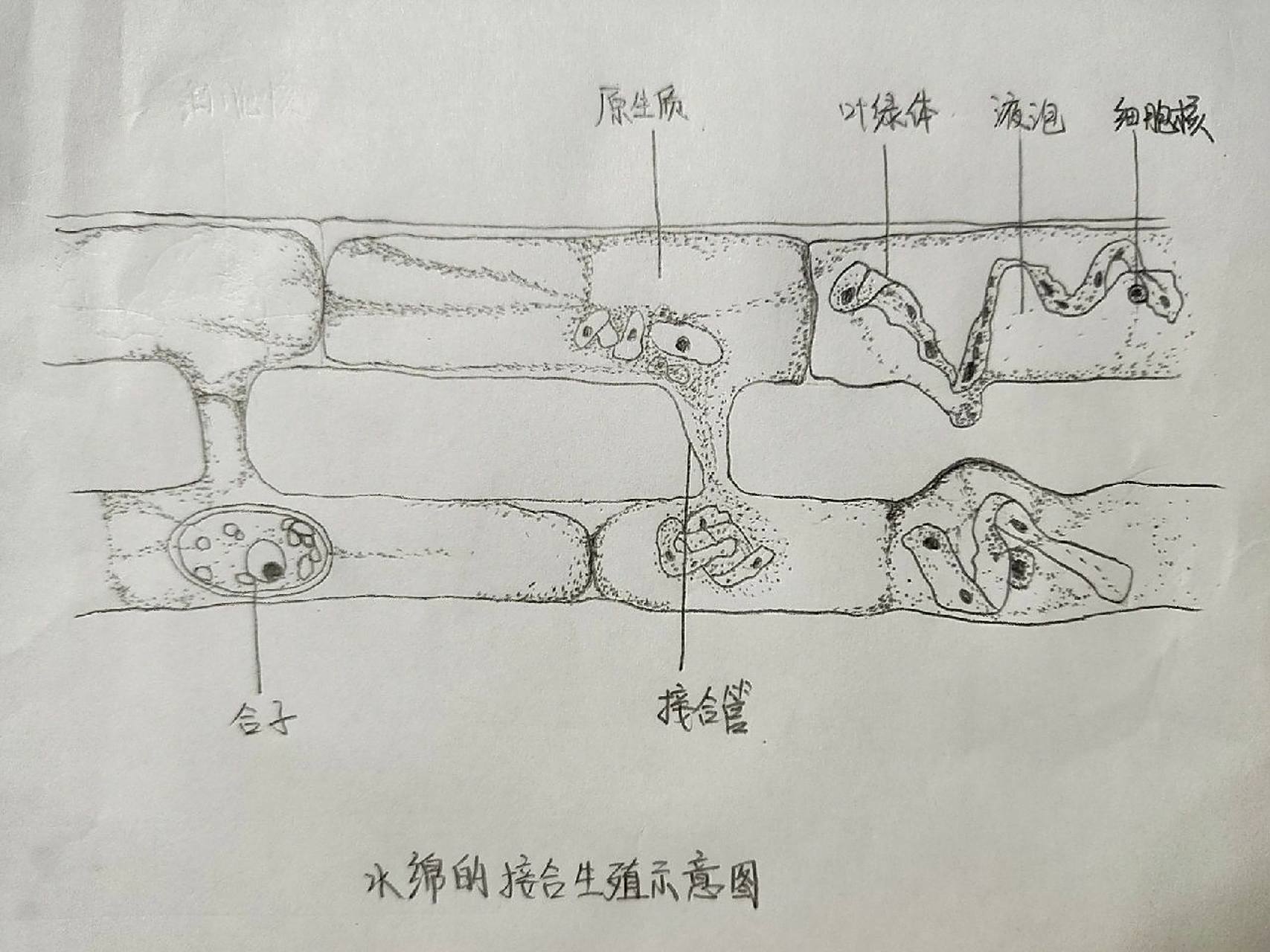 水绵的接合生殖示意图