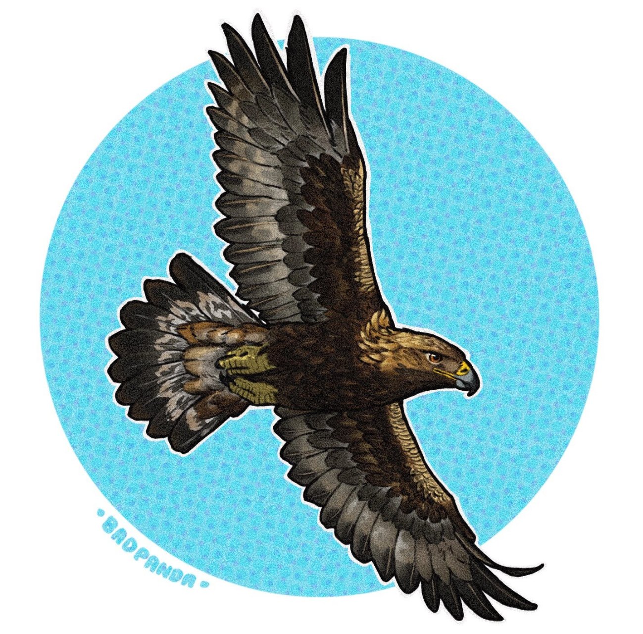 画个猛禽第七期——金雕 金雕来啦一直都觉得金雕超级帅啊各种意义上