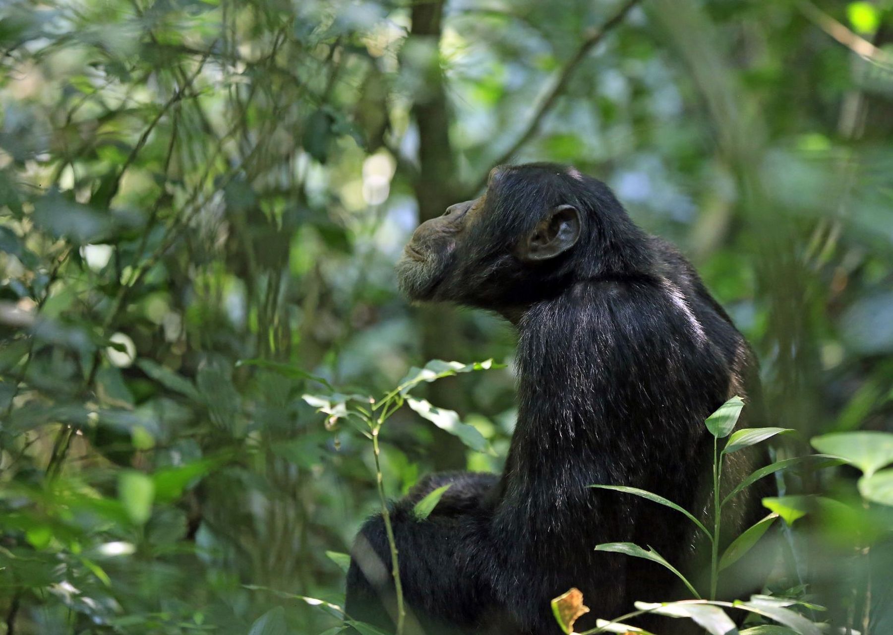 猩猩图片 猩猩,是灵长目人科猩猩属的哺乳类动物.