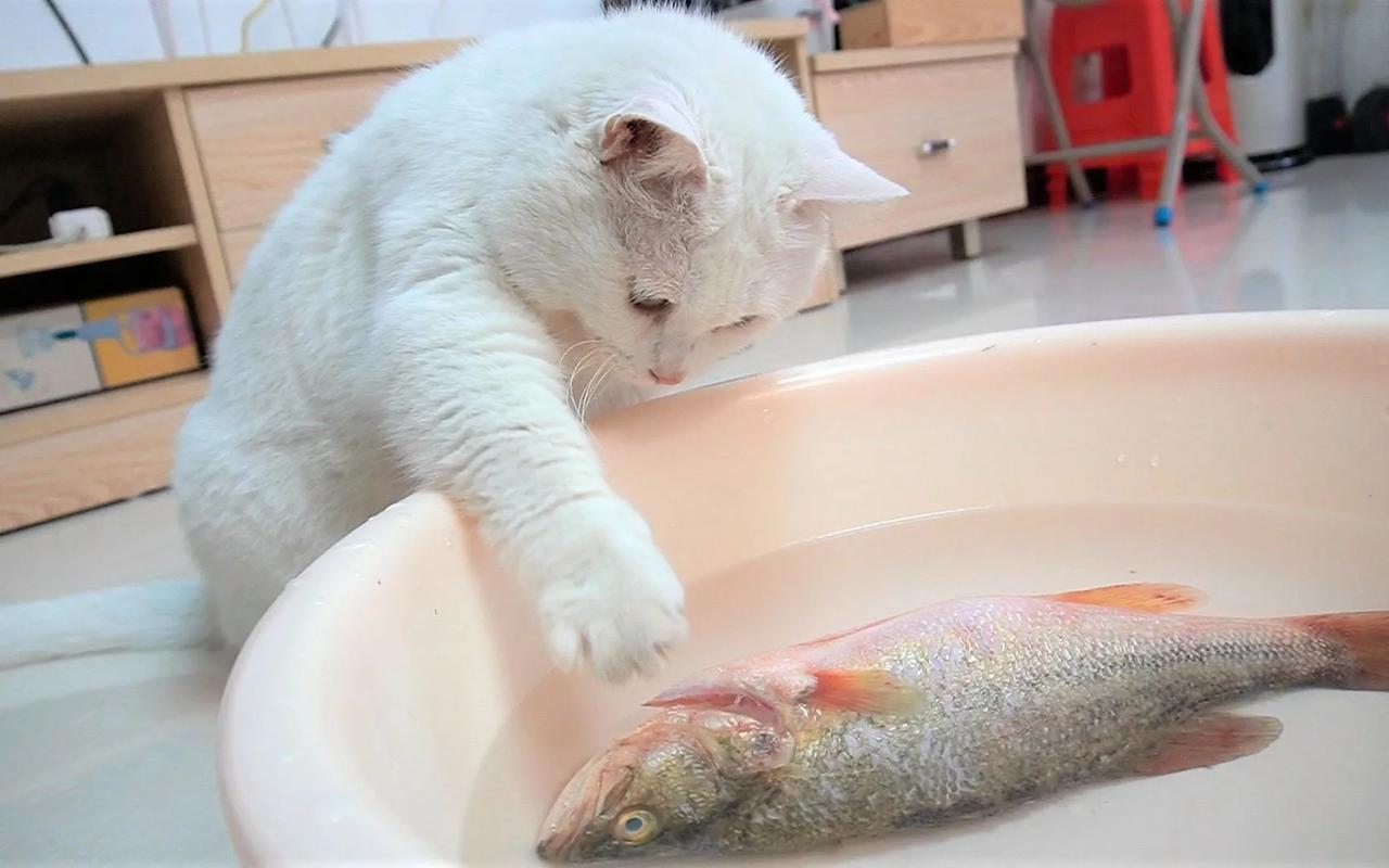 通过公公的监控,我才知道那些外表看起来人模狗样的男人都是偷腥的猫