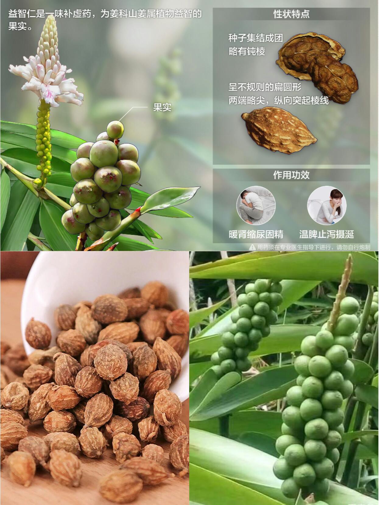 每天认识一味中草药|益智仁 🌿别名:益智子,摘艼