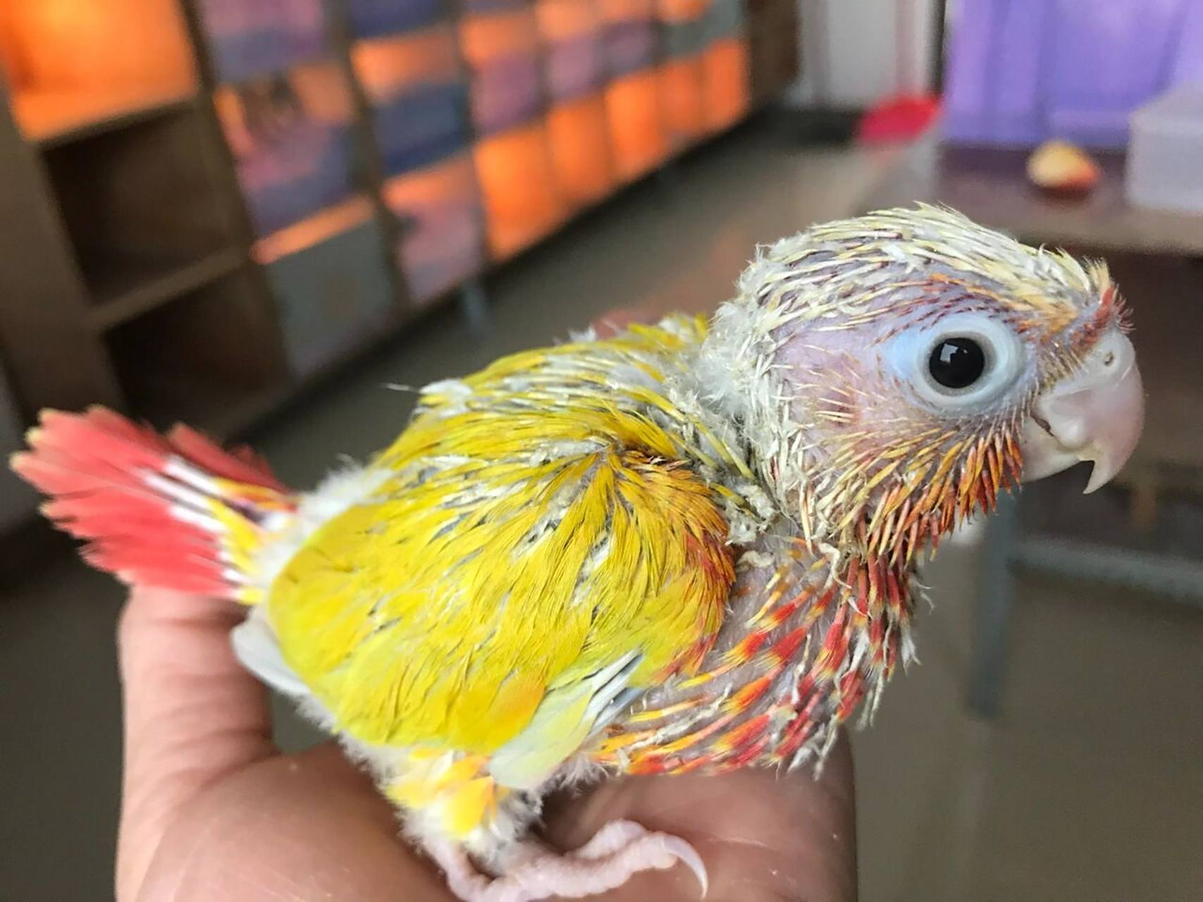 香吉士小太阳鹦鹉