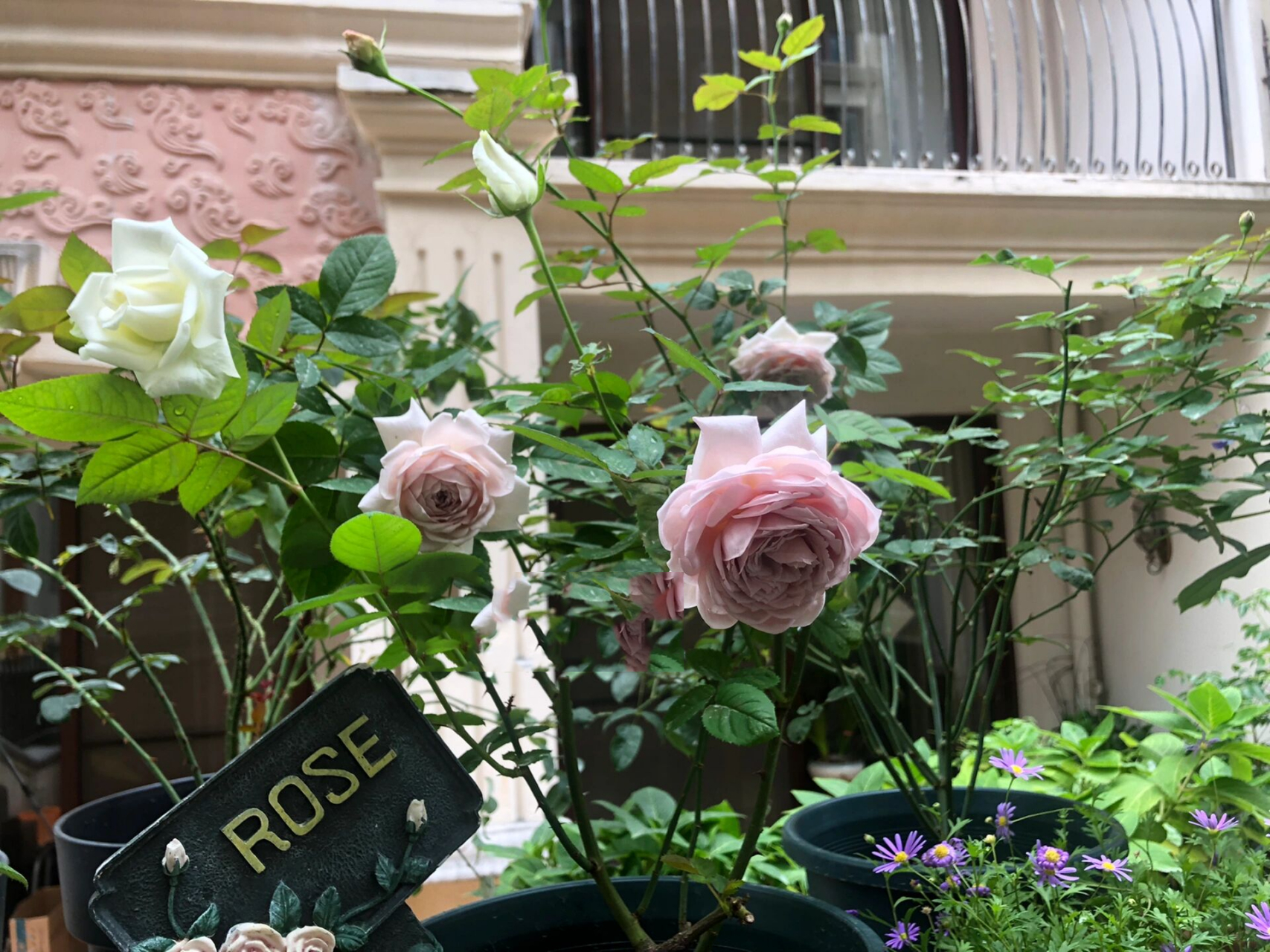 慈善月季 不停的拍拍拍 太美了