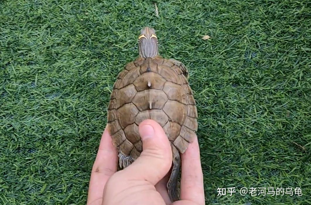 地图龟为什么叫龟中哈士奇长得也不像啊