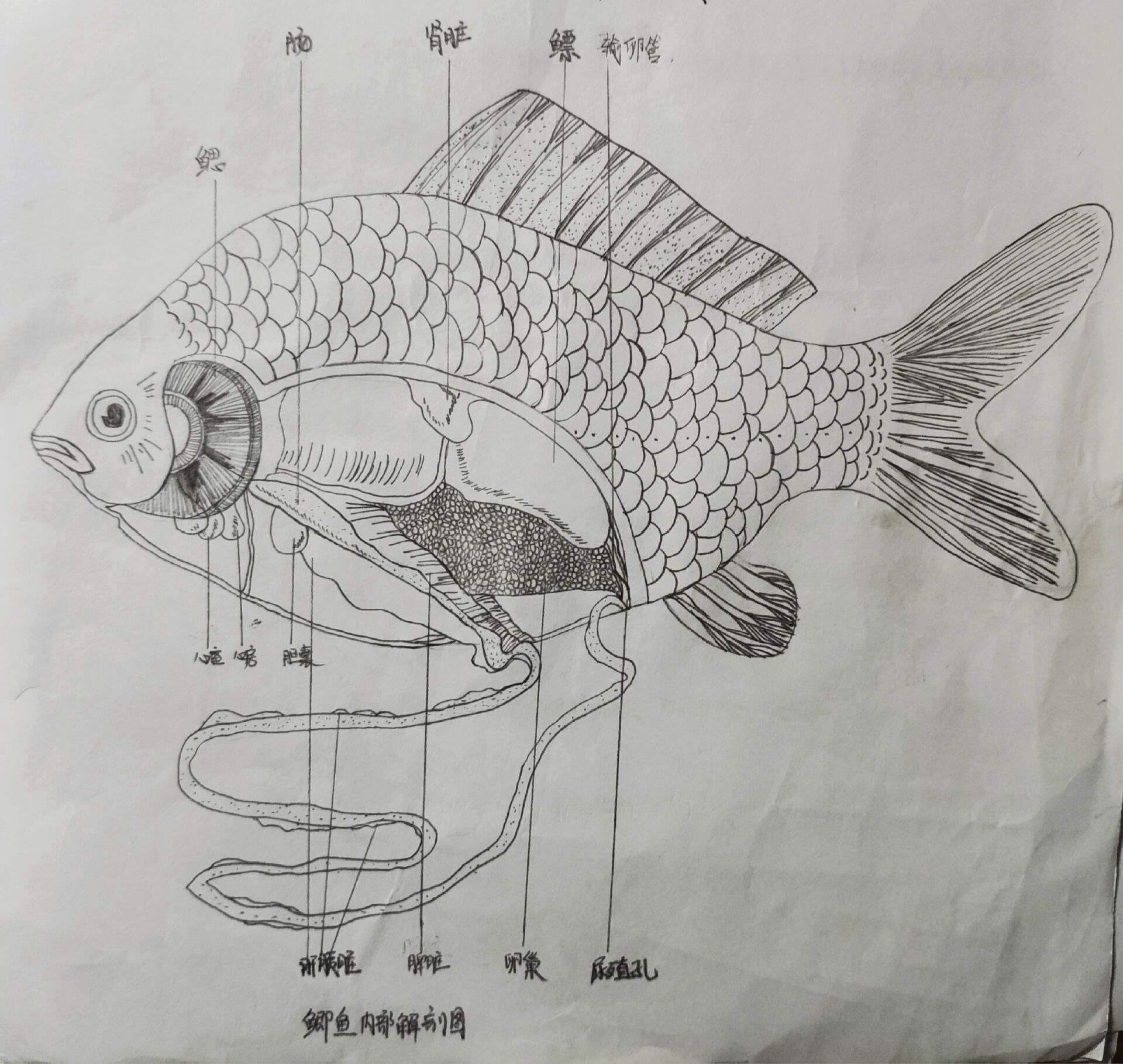 鲫鱼内部解剖图@墨色忧郁的动态