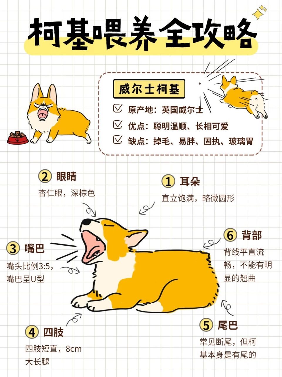 柯基喂养保姆级攻略|新手养狗必看6015 柯基犬,也叫威尔士柯基犬