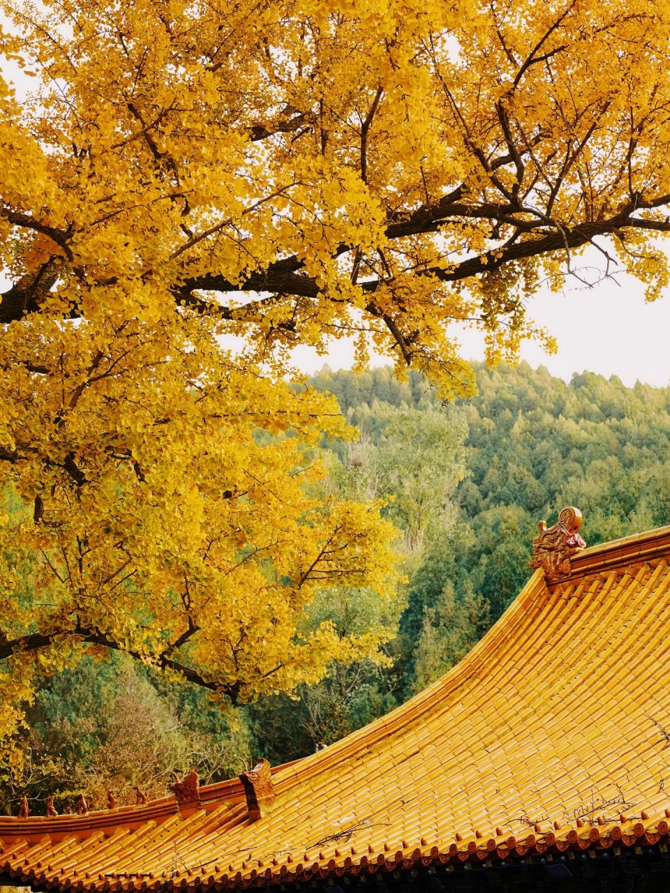 "千年银杏"淌豆寺太美了94济南赏秋攻略 济南千年古刹淌豆寺,一泉一