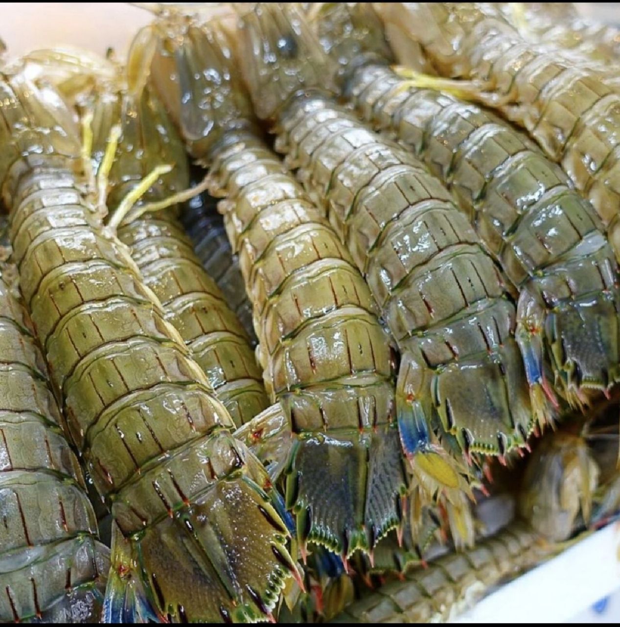 濑尿虾  皮皮虾 究竟有什么关联?